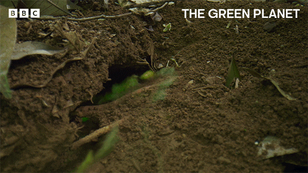 Ants carrying leaves timelapse