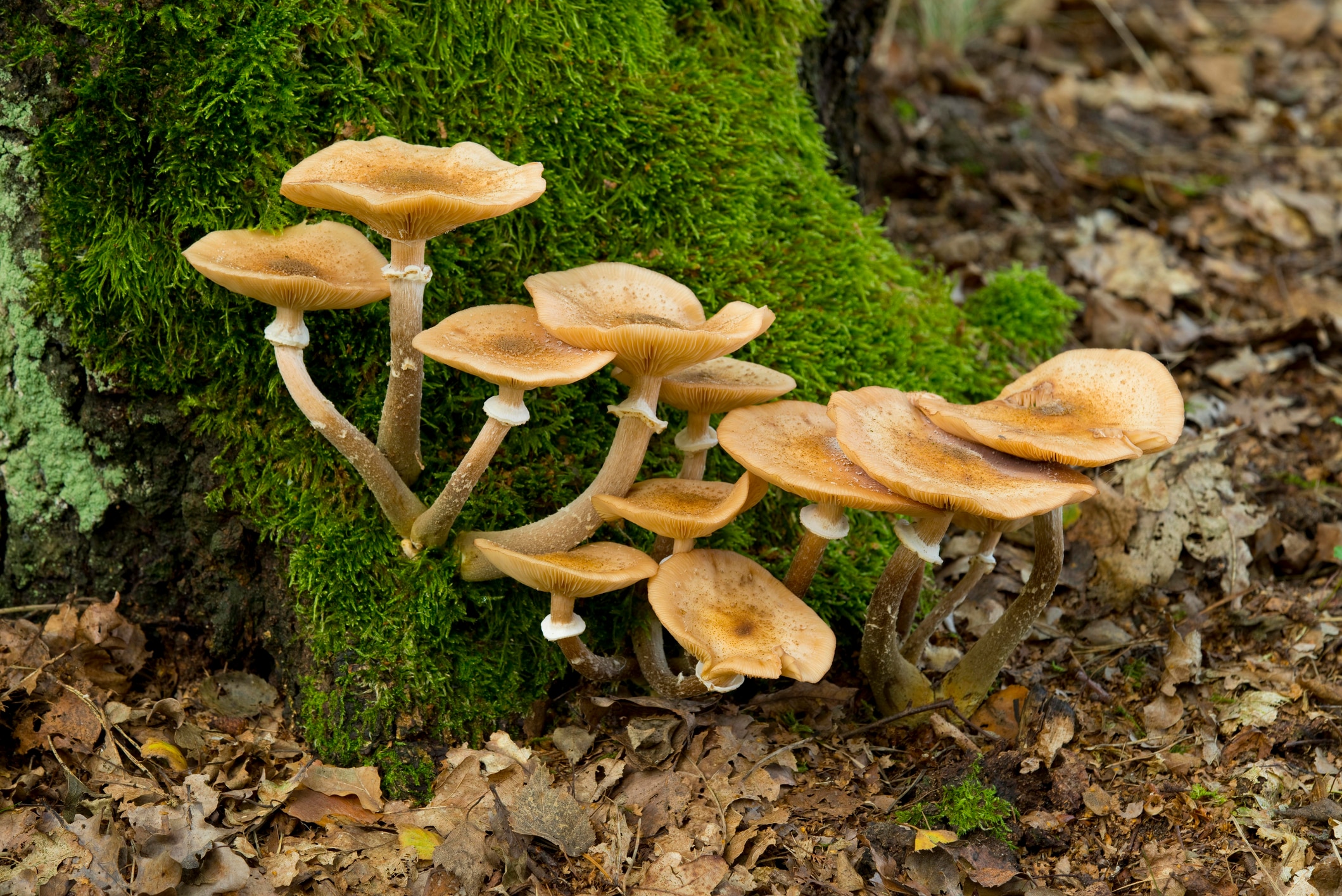 Cluster of honey mushroom growing on a tree