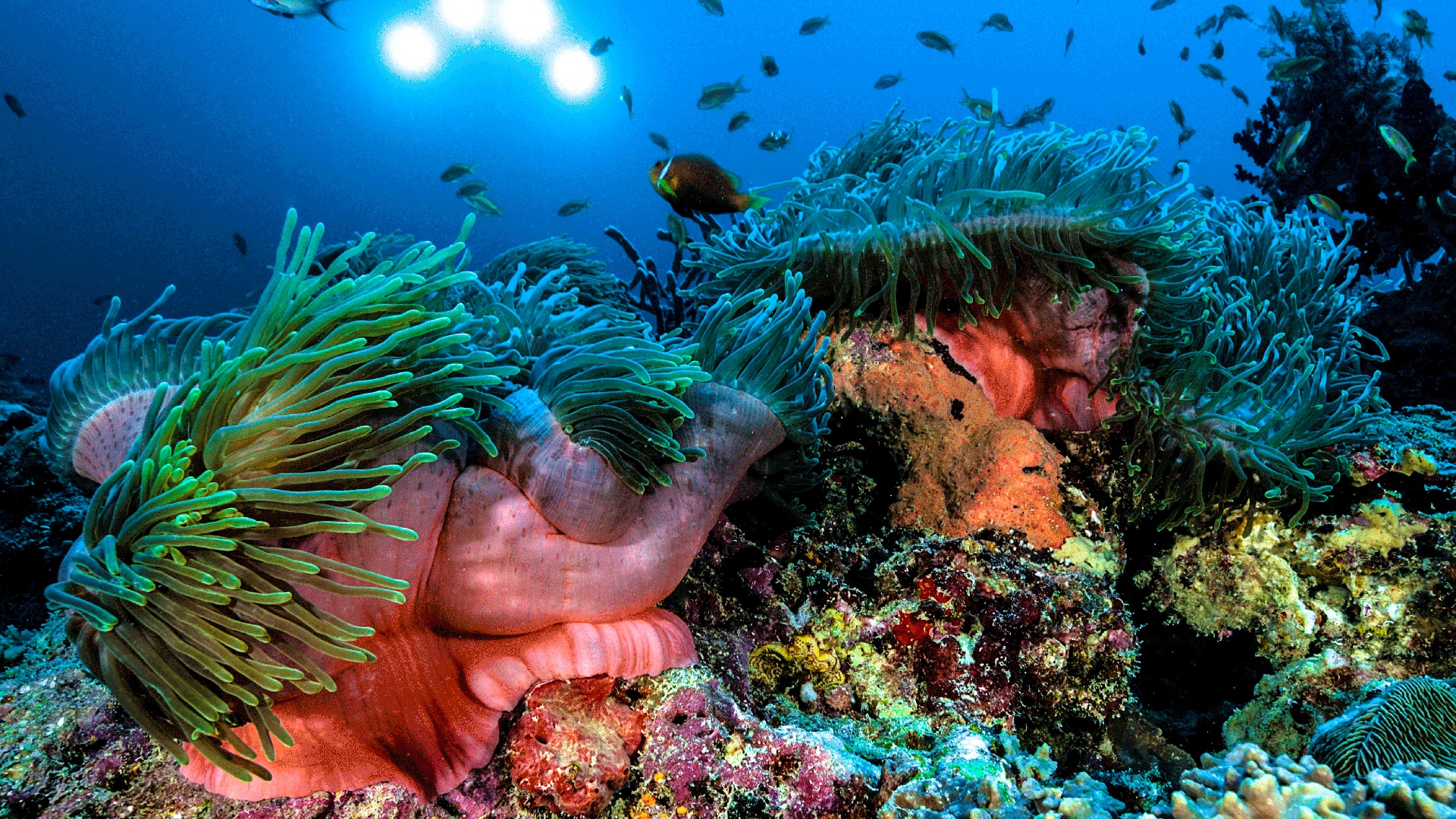 Colourful coral in the Maldives