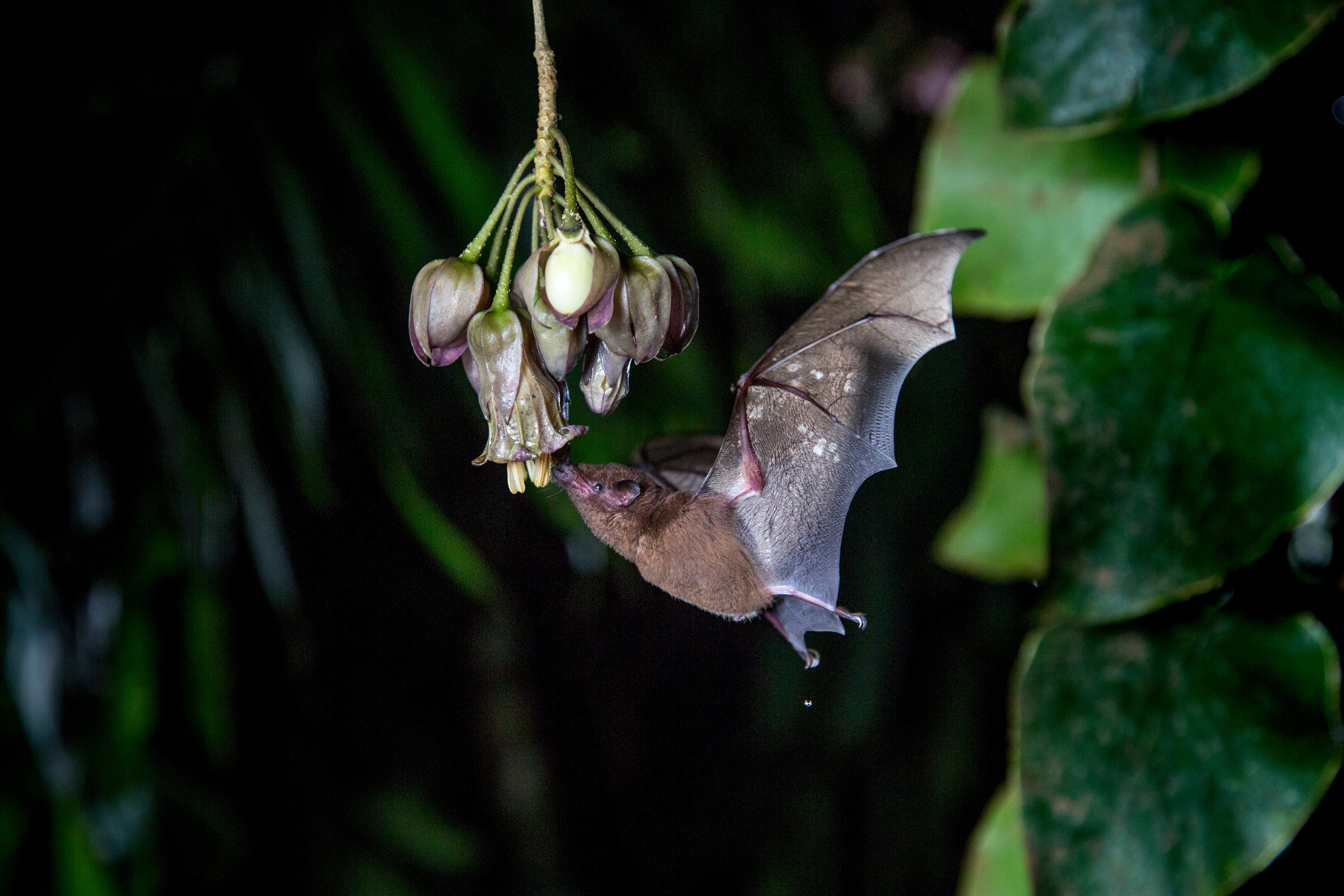 The Underwood's Long-tongued Bat pollinating the '7-hour flower'