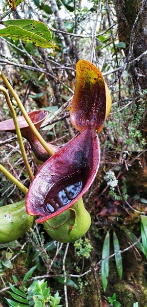 Close up of Nepenthes lowii upper pitchers hanging on a canopy of a tree