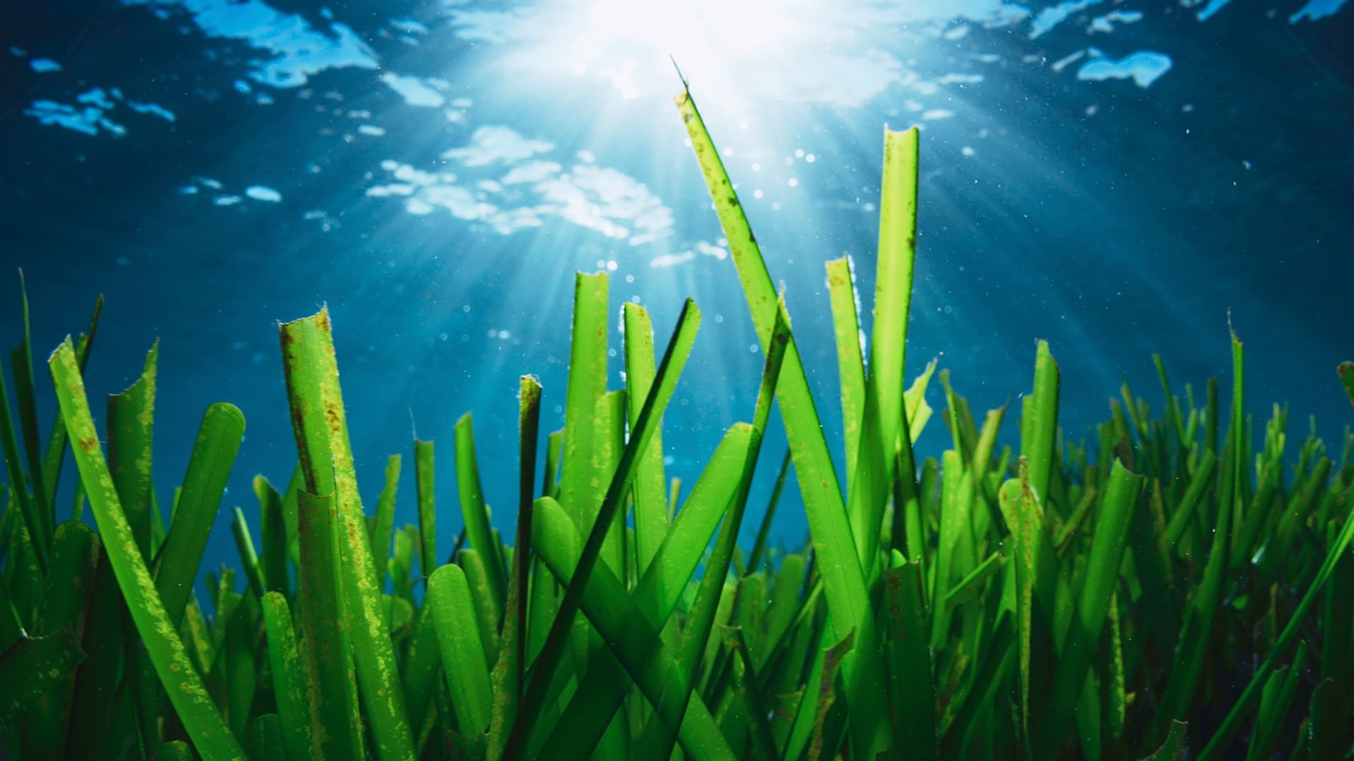 underwater river plants