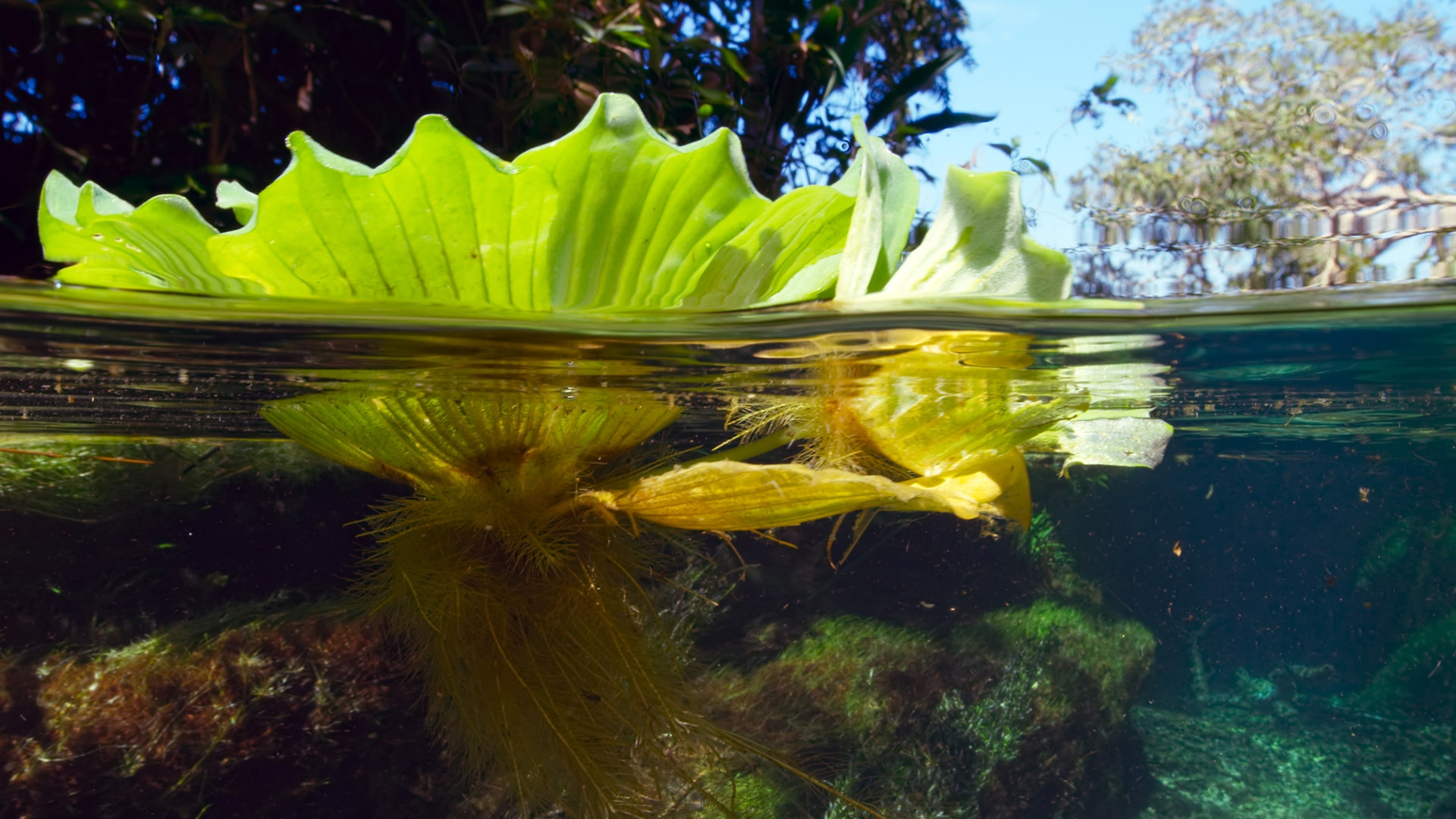 underwater river plants