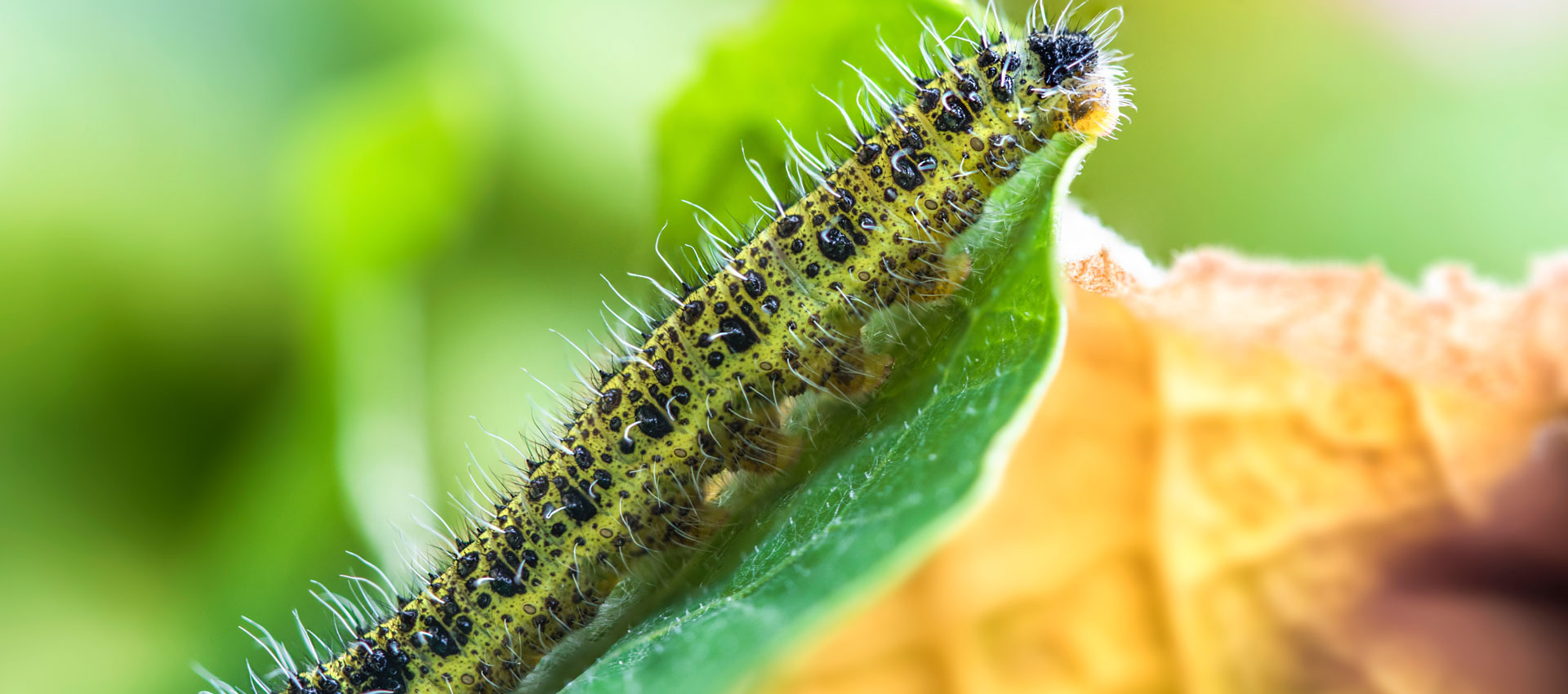 caterpillar on plant
