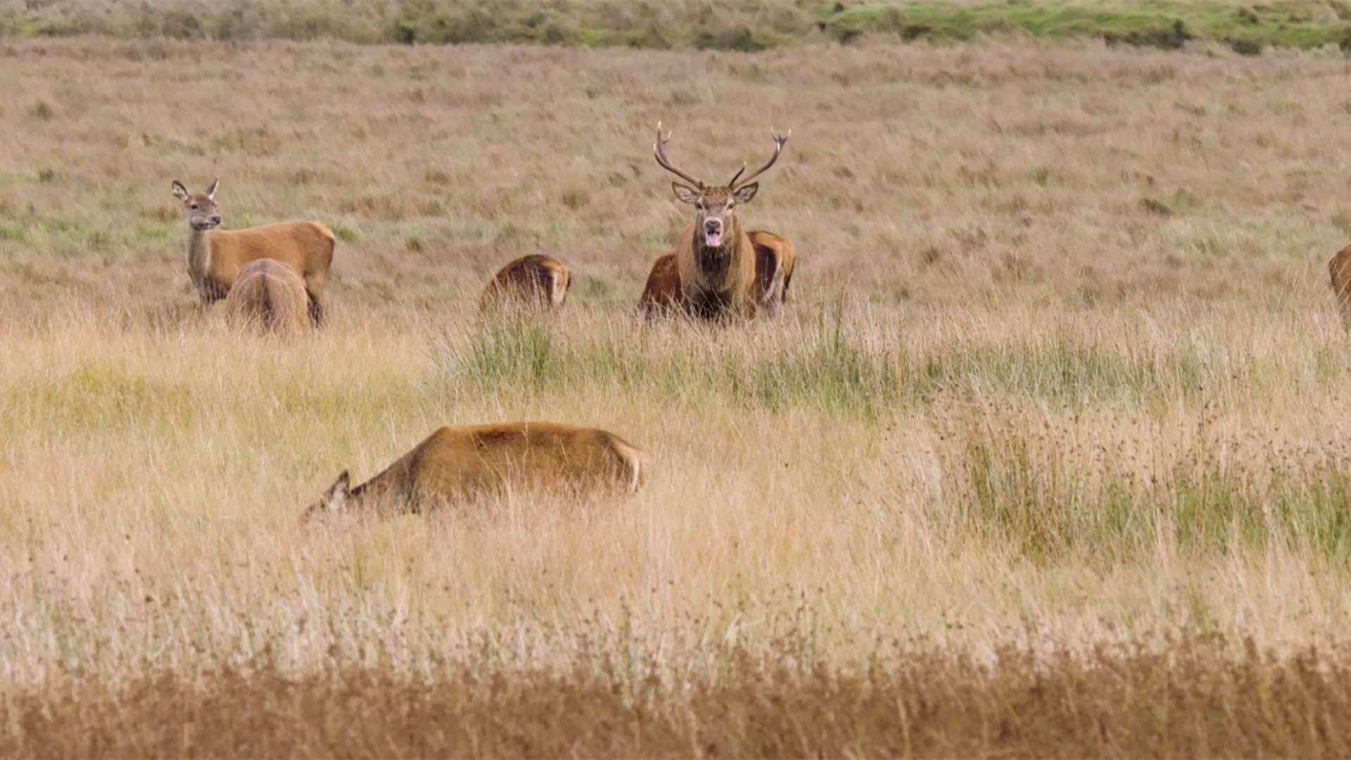 Discover Scotland's Big 5 with Hannah Stitfall | BBC Earth