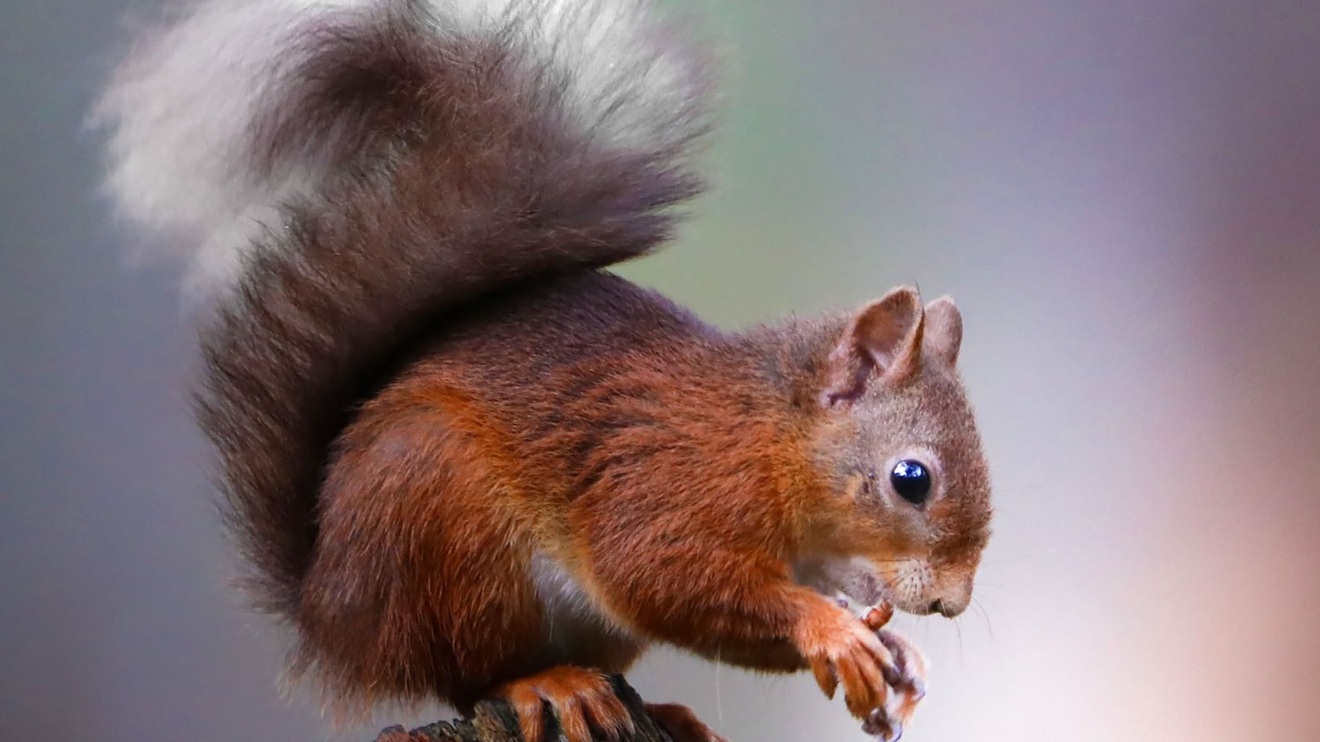 A red squirrel in the Cairngorms