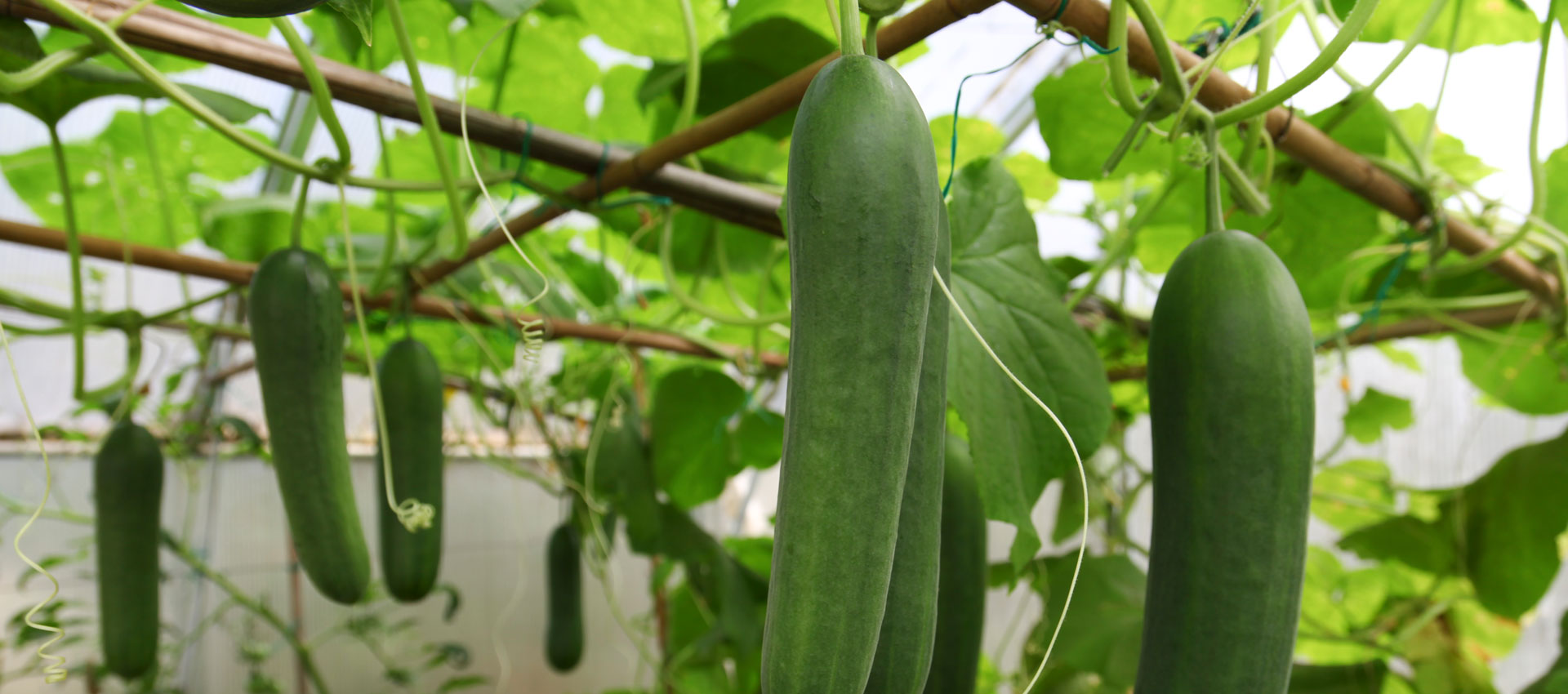 Cucumber plants