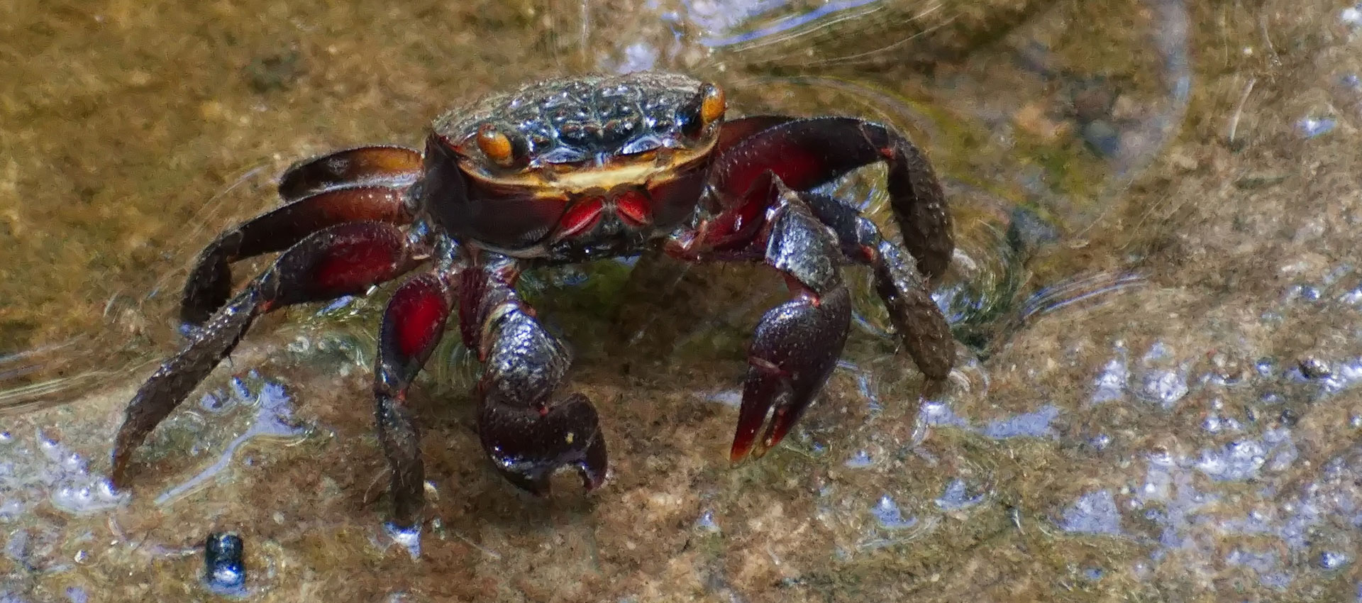 an Australian red mangrove crab