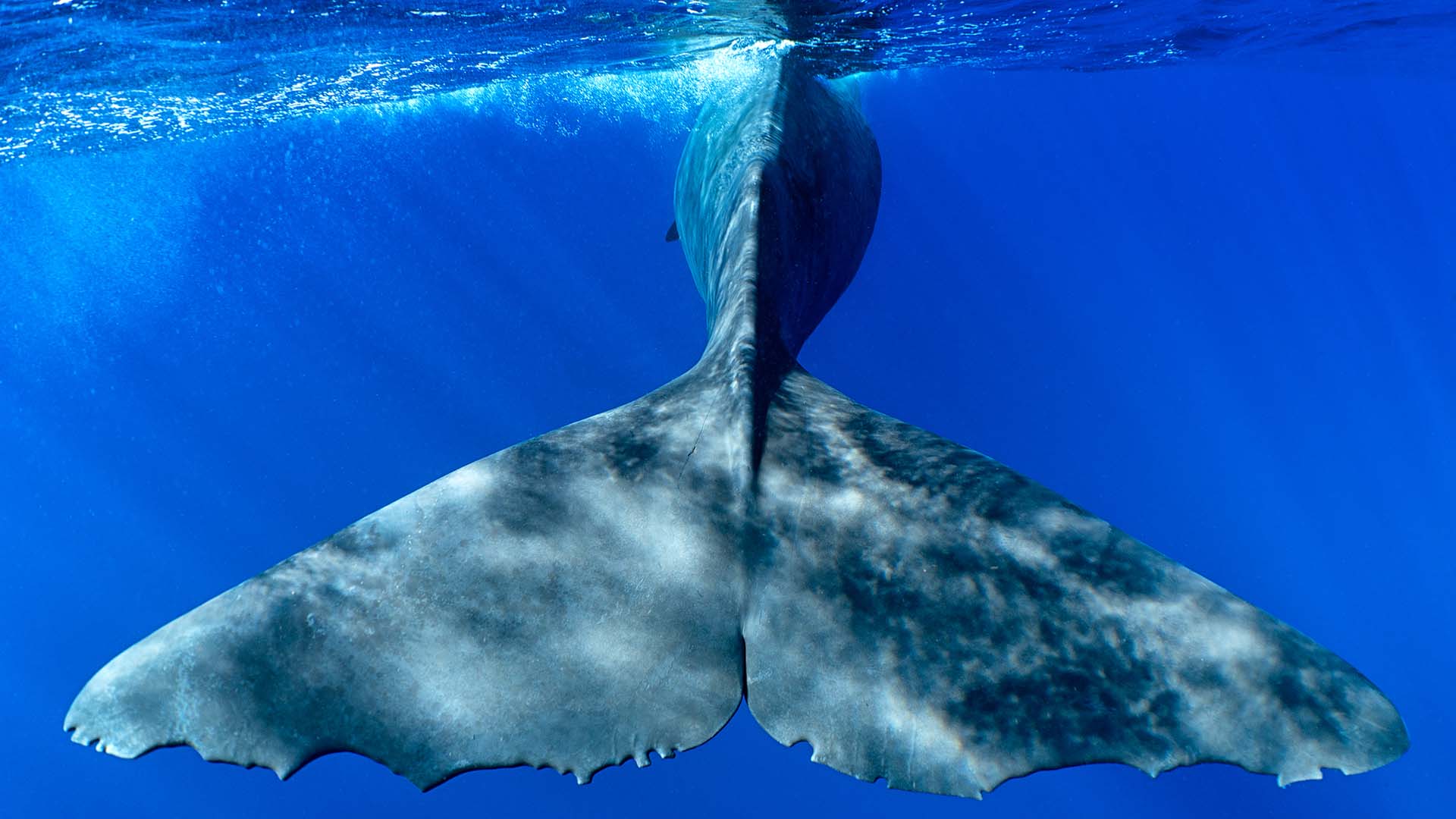 Whale tail in ocean  
