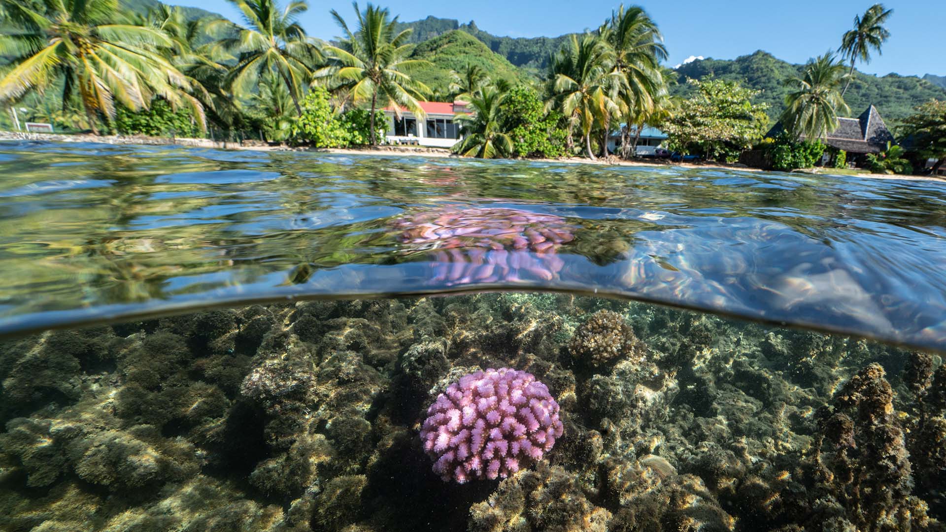 Underwater shot of coral 
