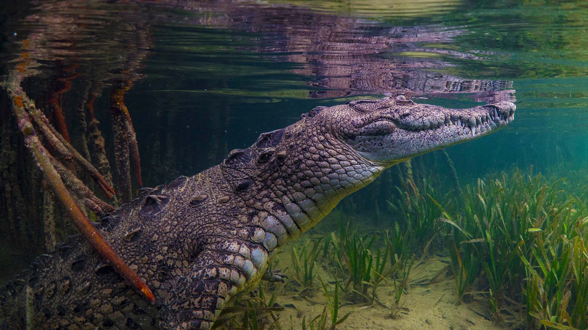 Crocodile underwater 