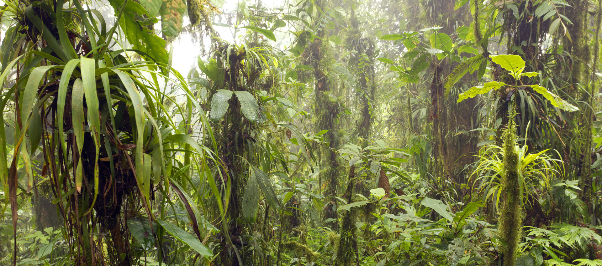 biodiversity plants