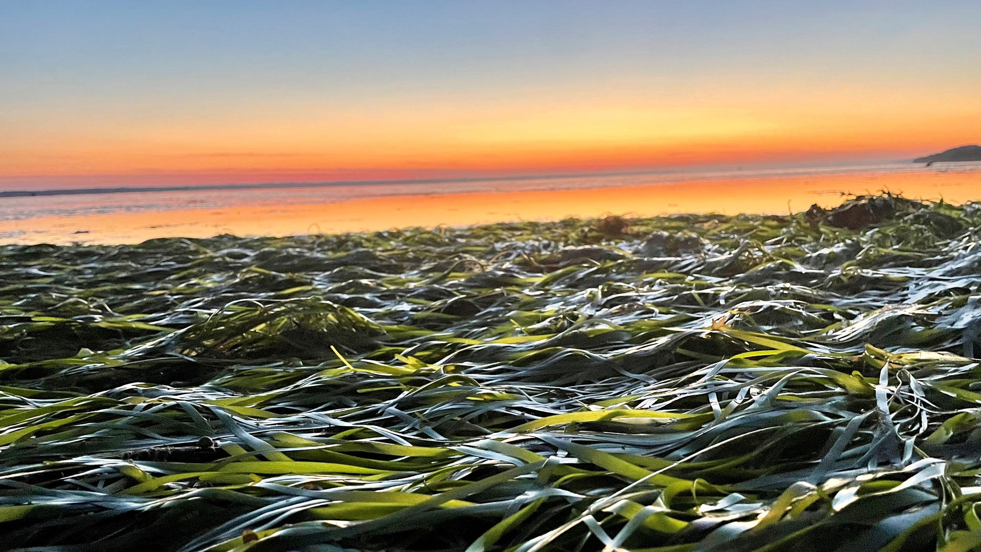 seagrass at sunset