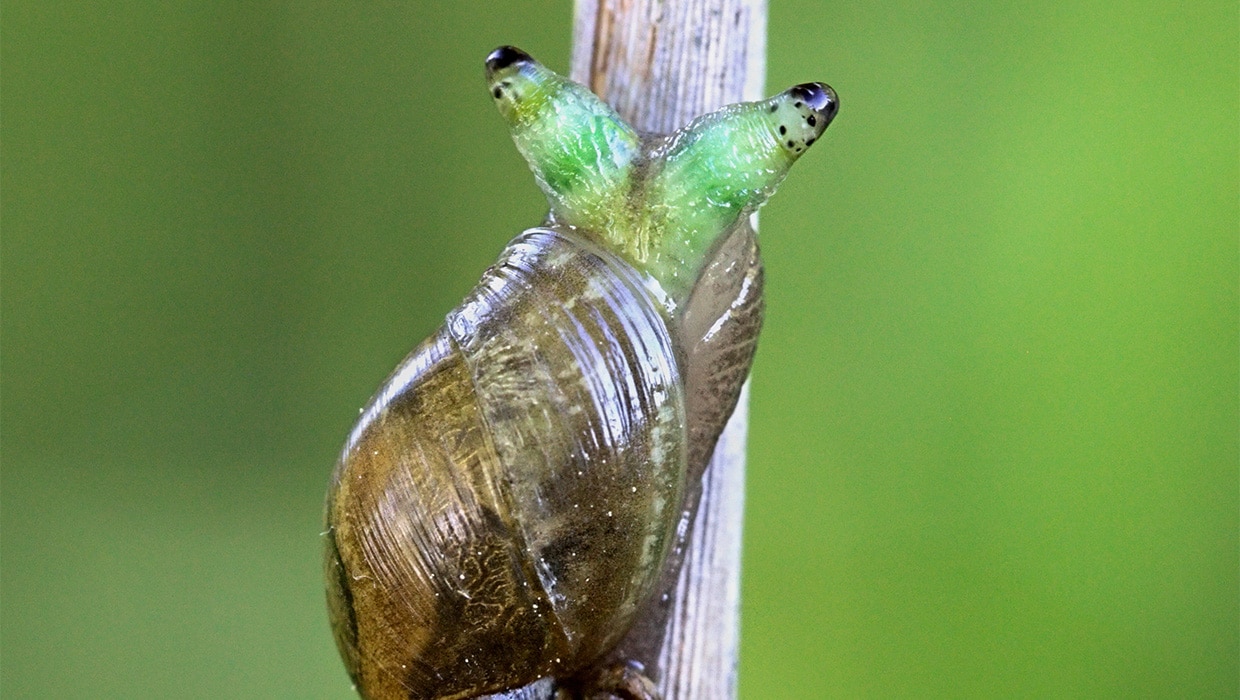 Snail climbing tree