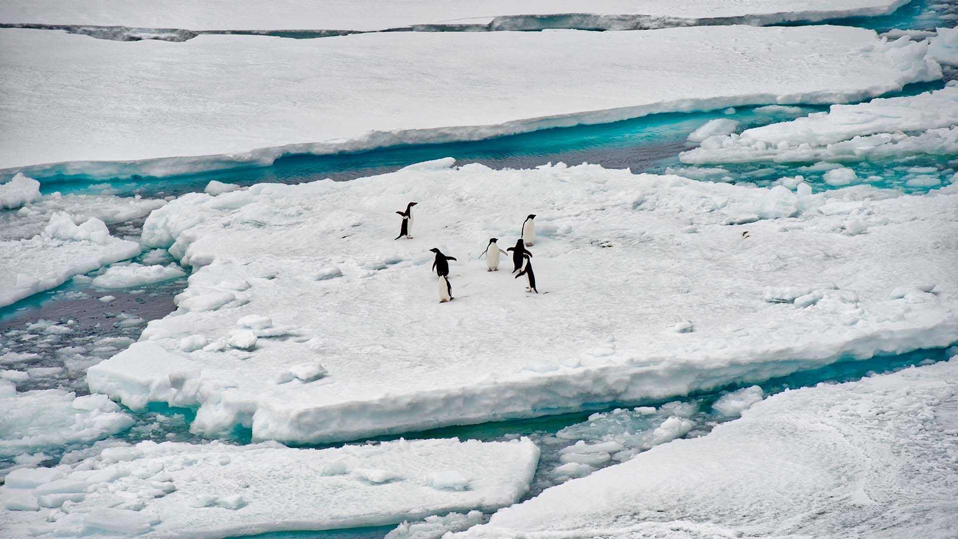 Penguins on Ice 