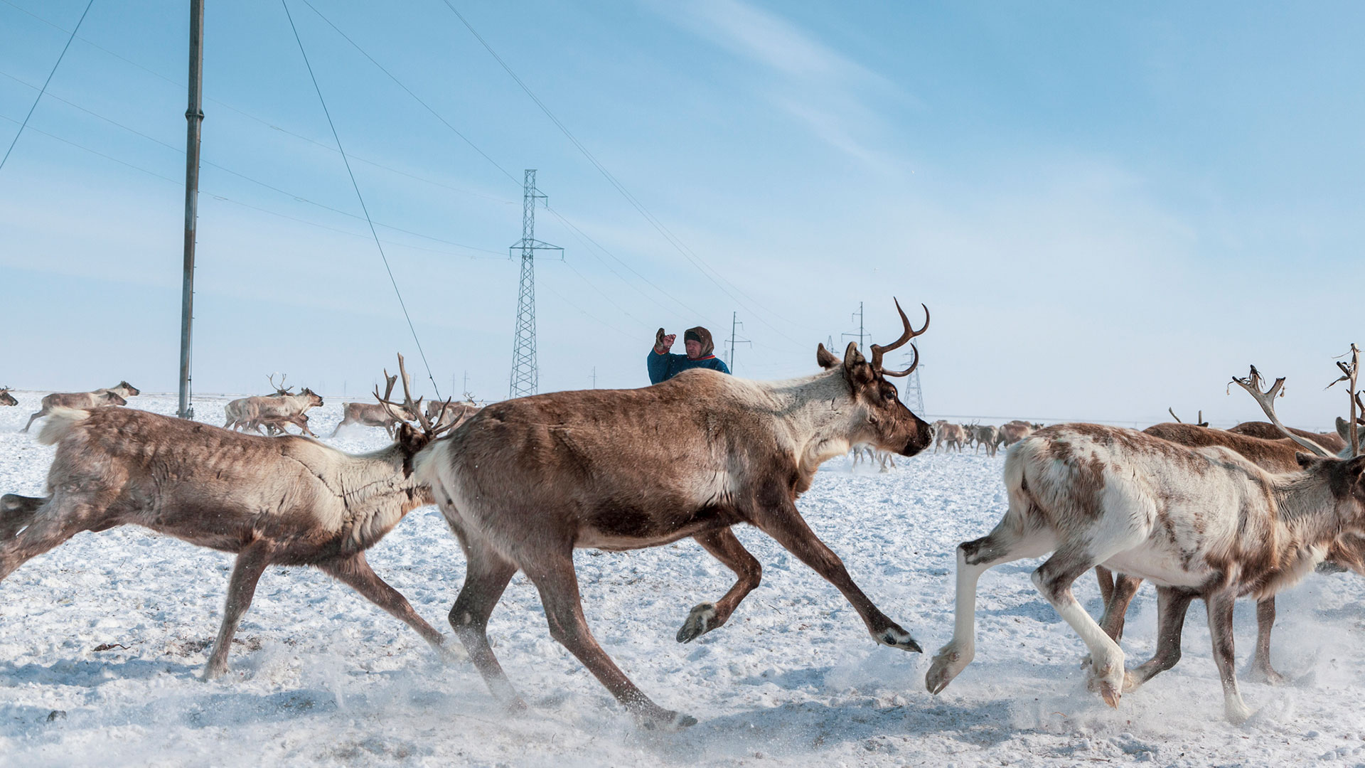 Reindeer running 