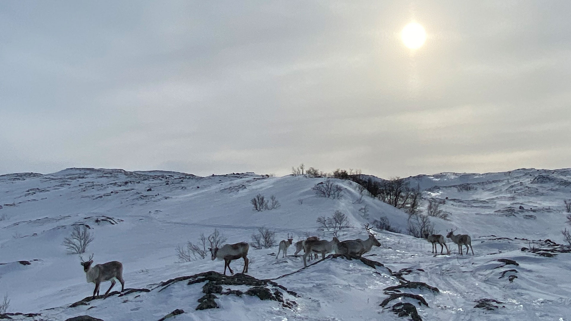 Reindeer walking across snowy landscape with sun shining above them