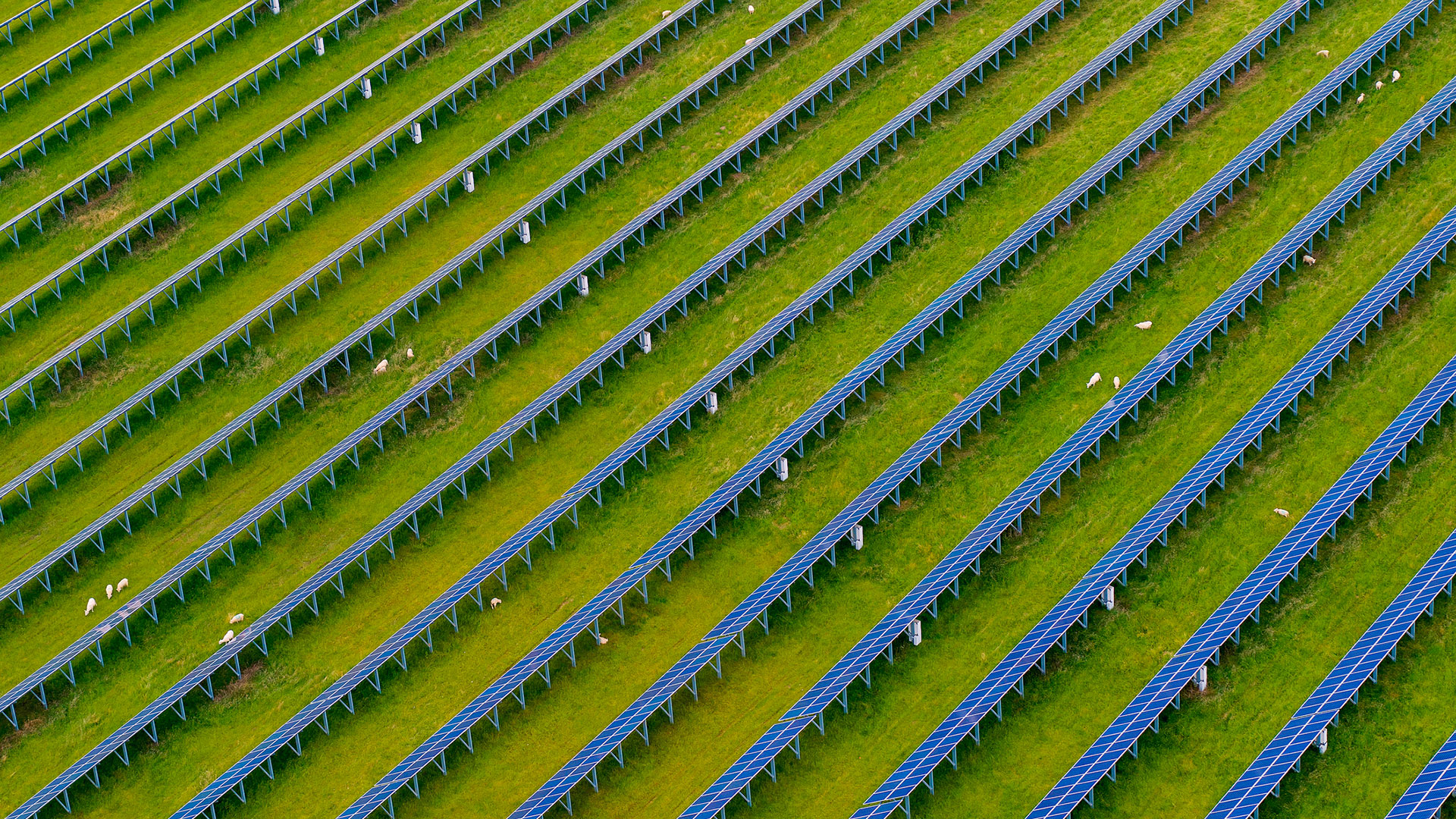 Drone view of a field of solar panels