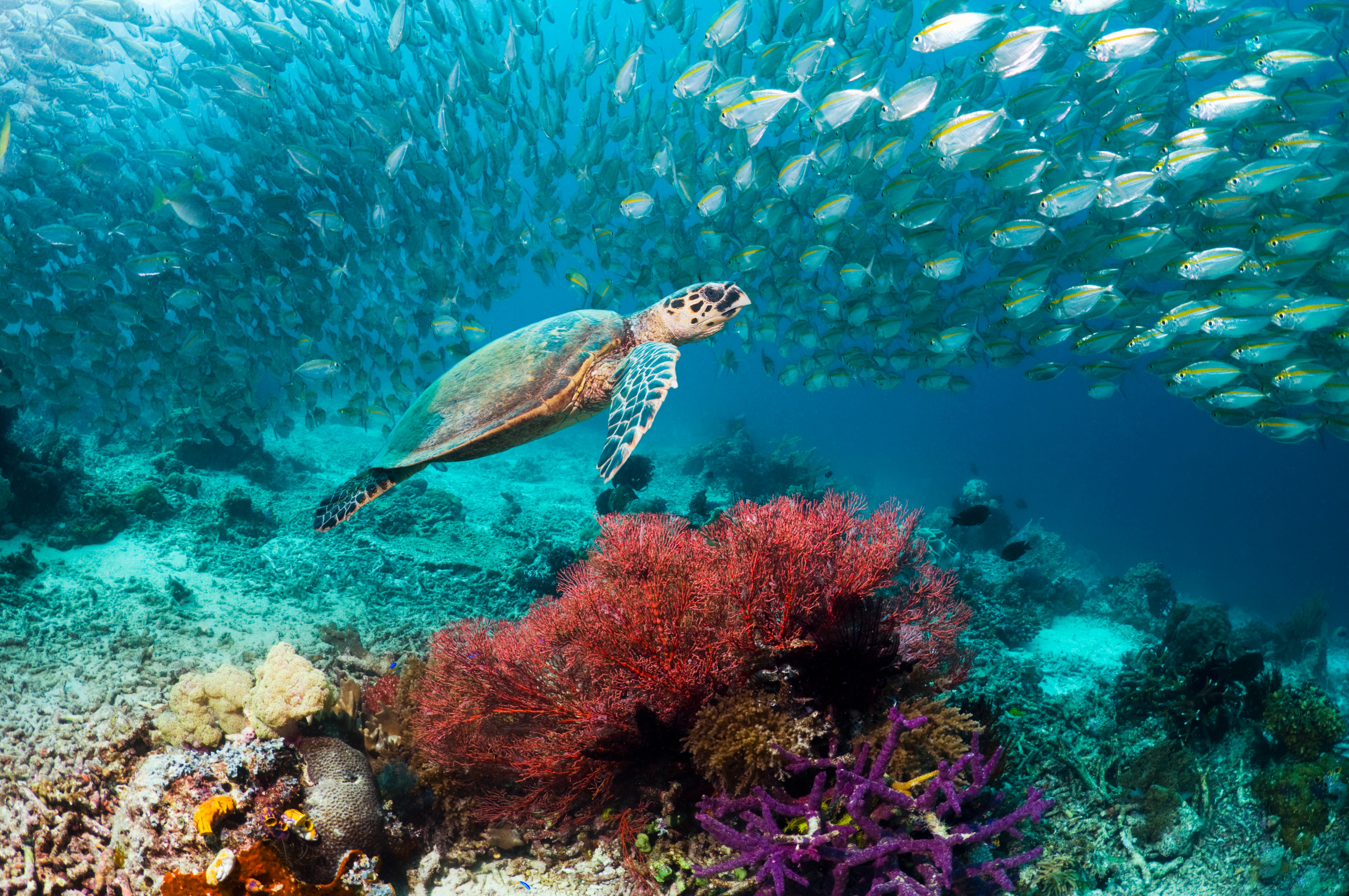 Hawksbill turtle swimming over coral reef