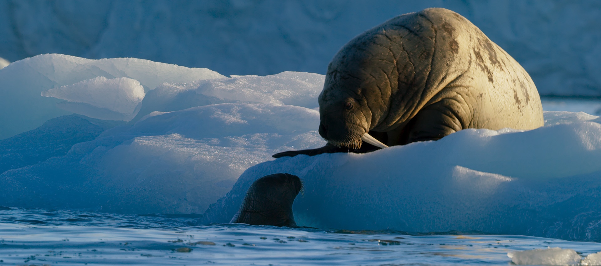 Walrus and seal