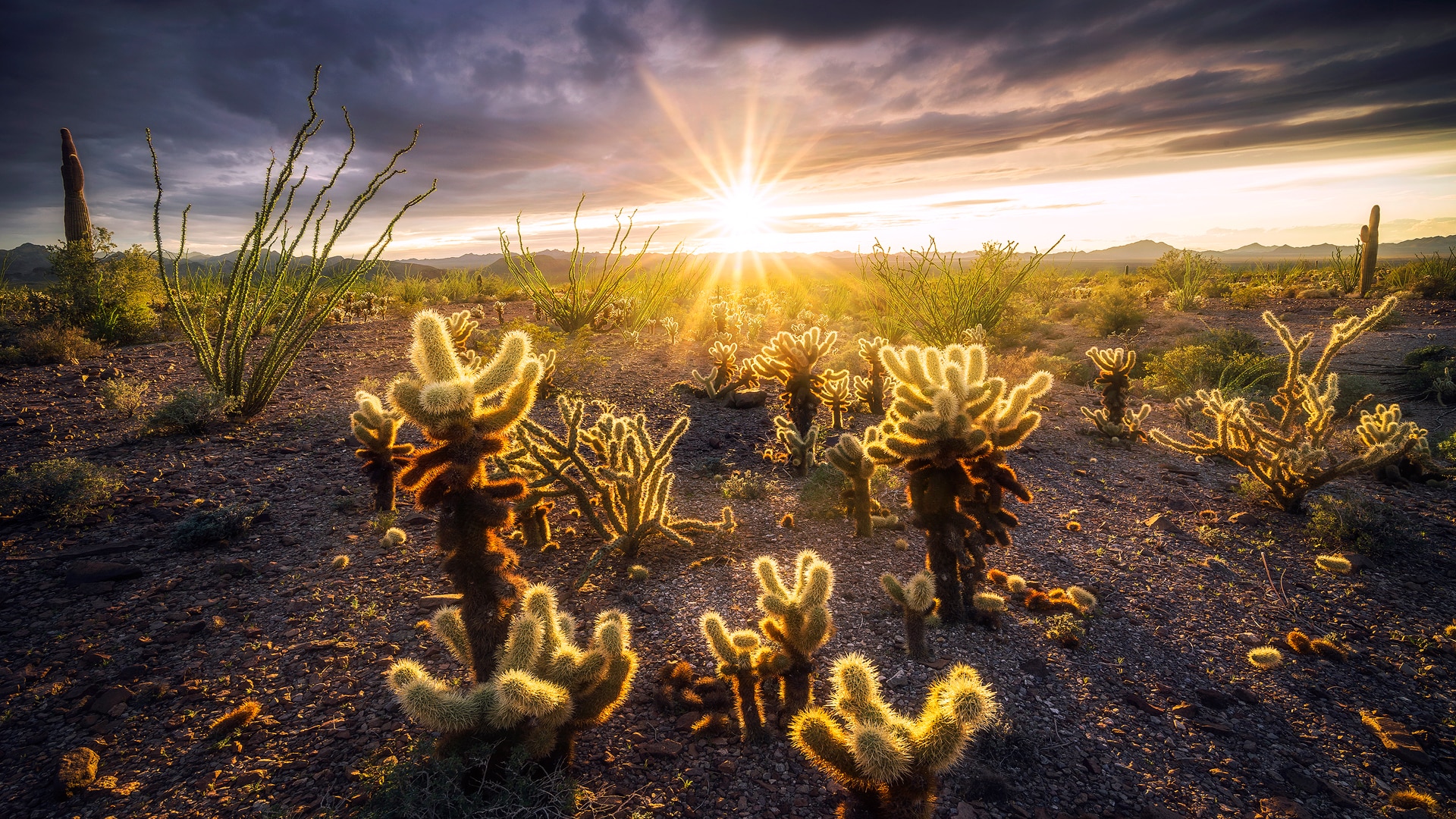 Foregrounded cacti silhouettes are illuminated by brilliant sunshine on the horizon.