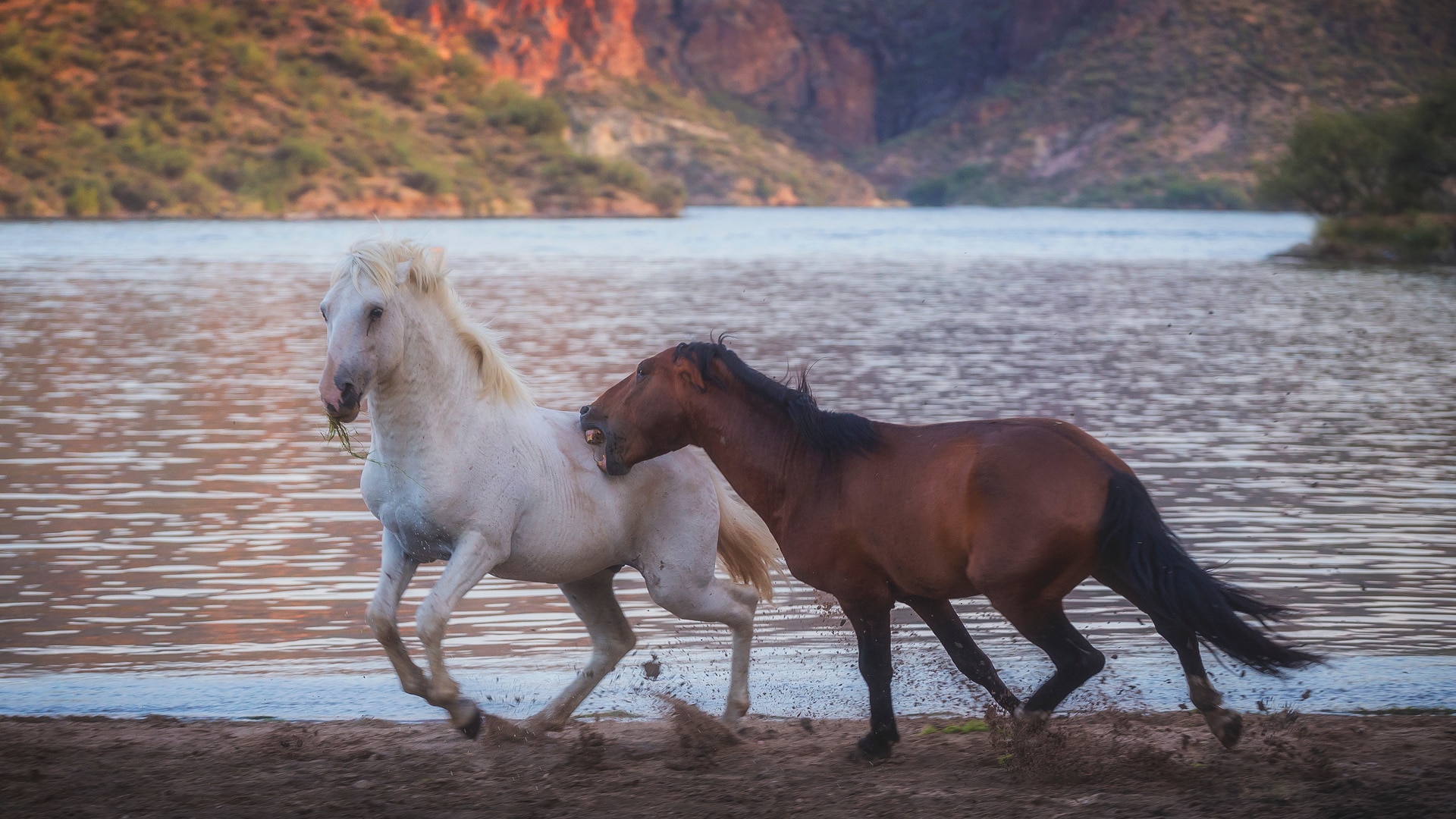 Horses fight near a desert lake.