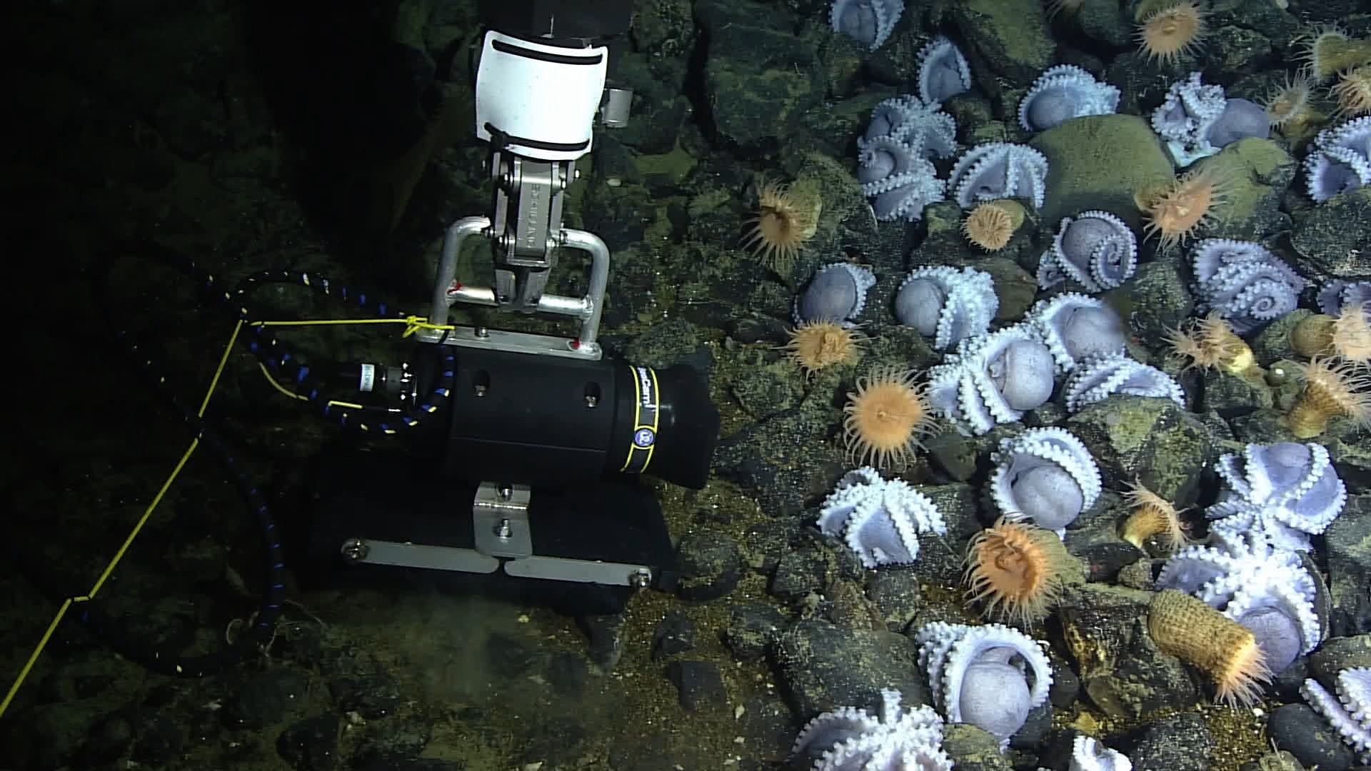 The MBARI camera allows for close ups of these incredible creatures.