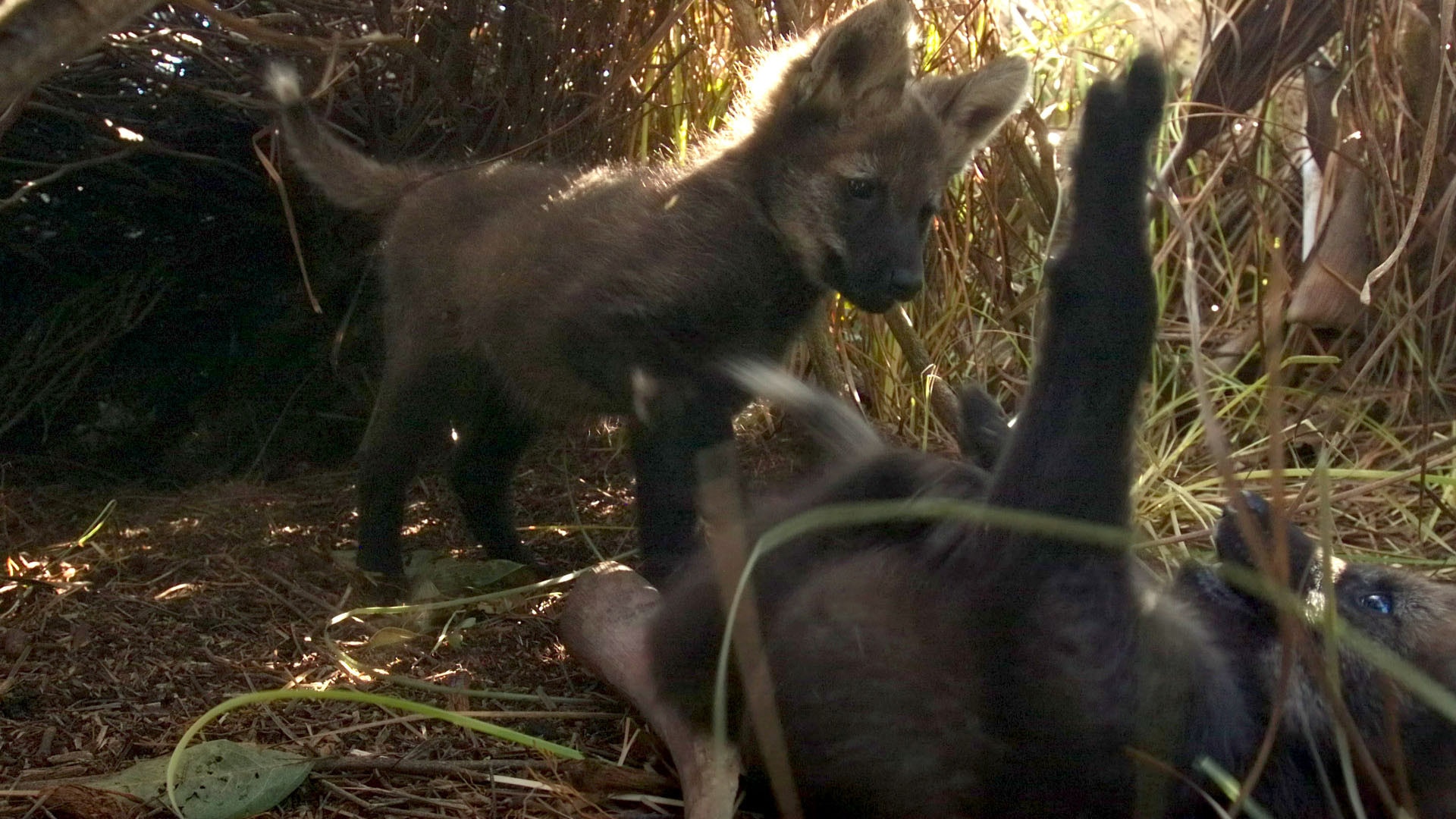 Maned wolf cubs
