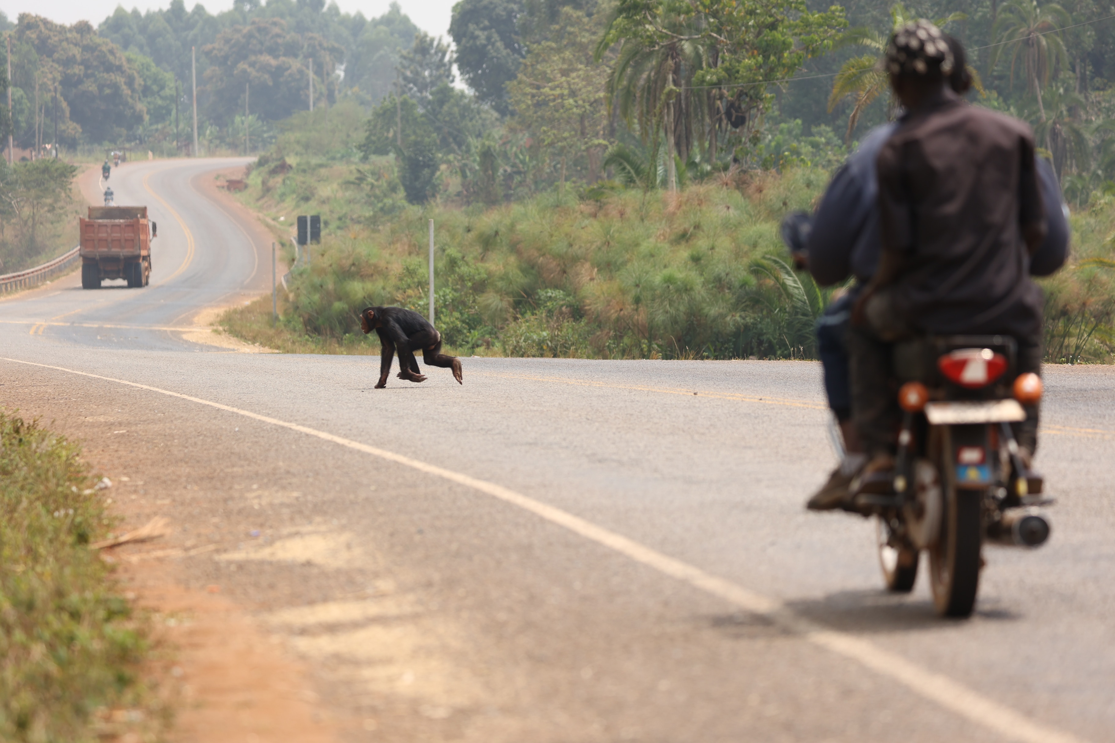 A chimp crosses a busy road.