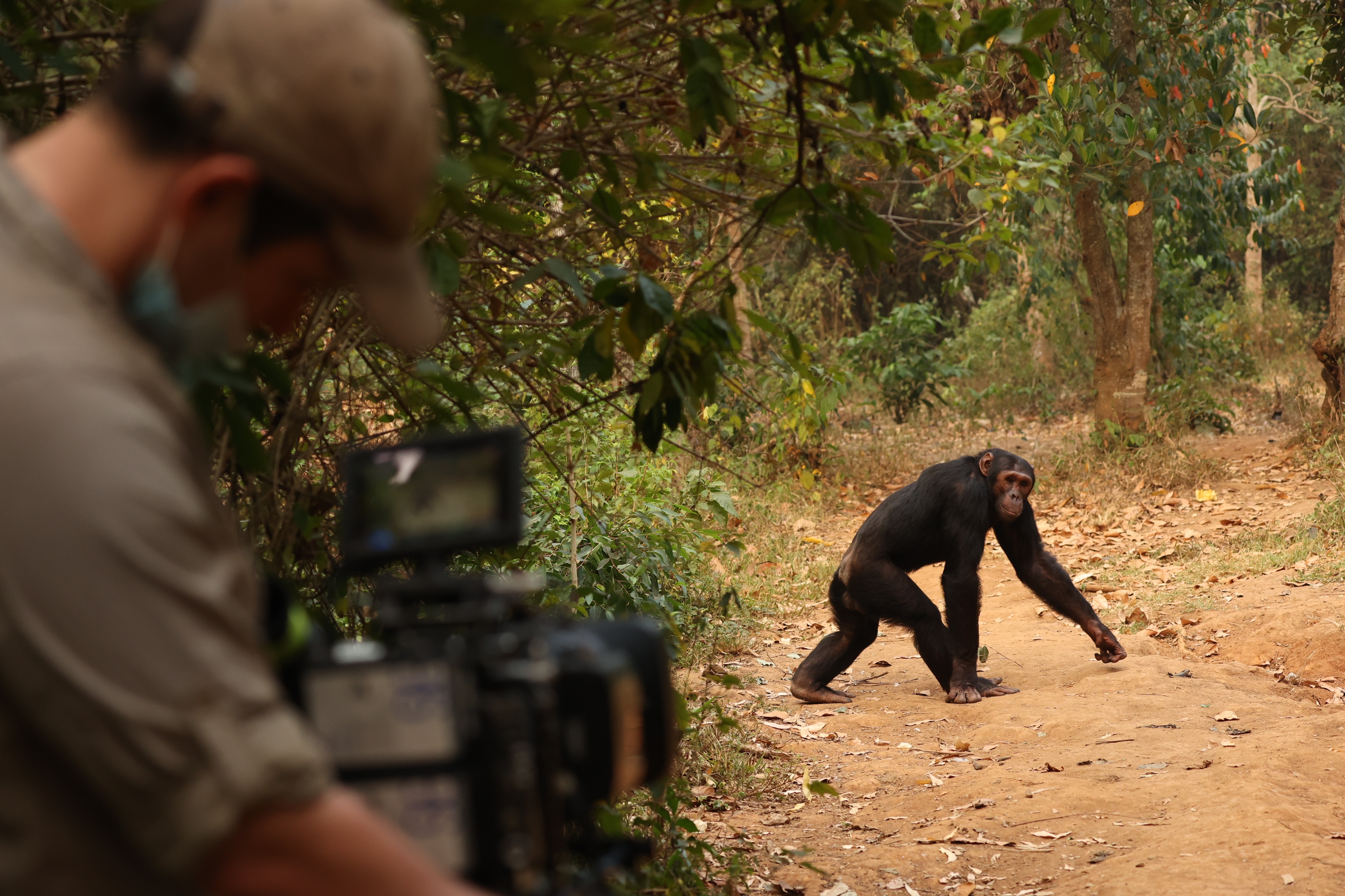 A cameraman films a chimp.