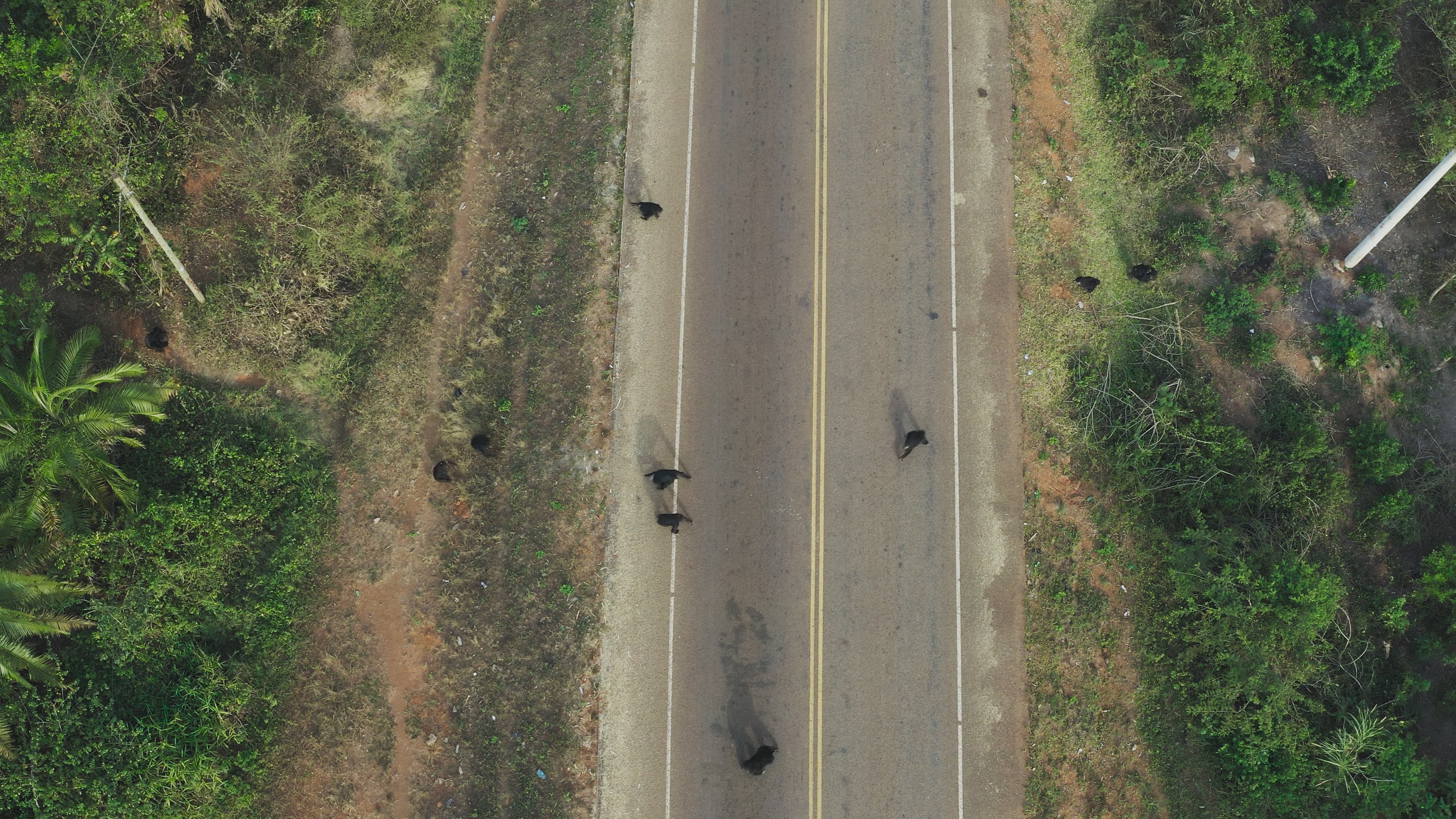 An aerial shot of many chimps risking their lives on the road.