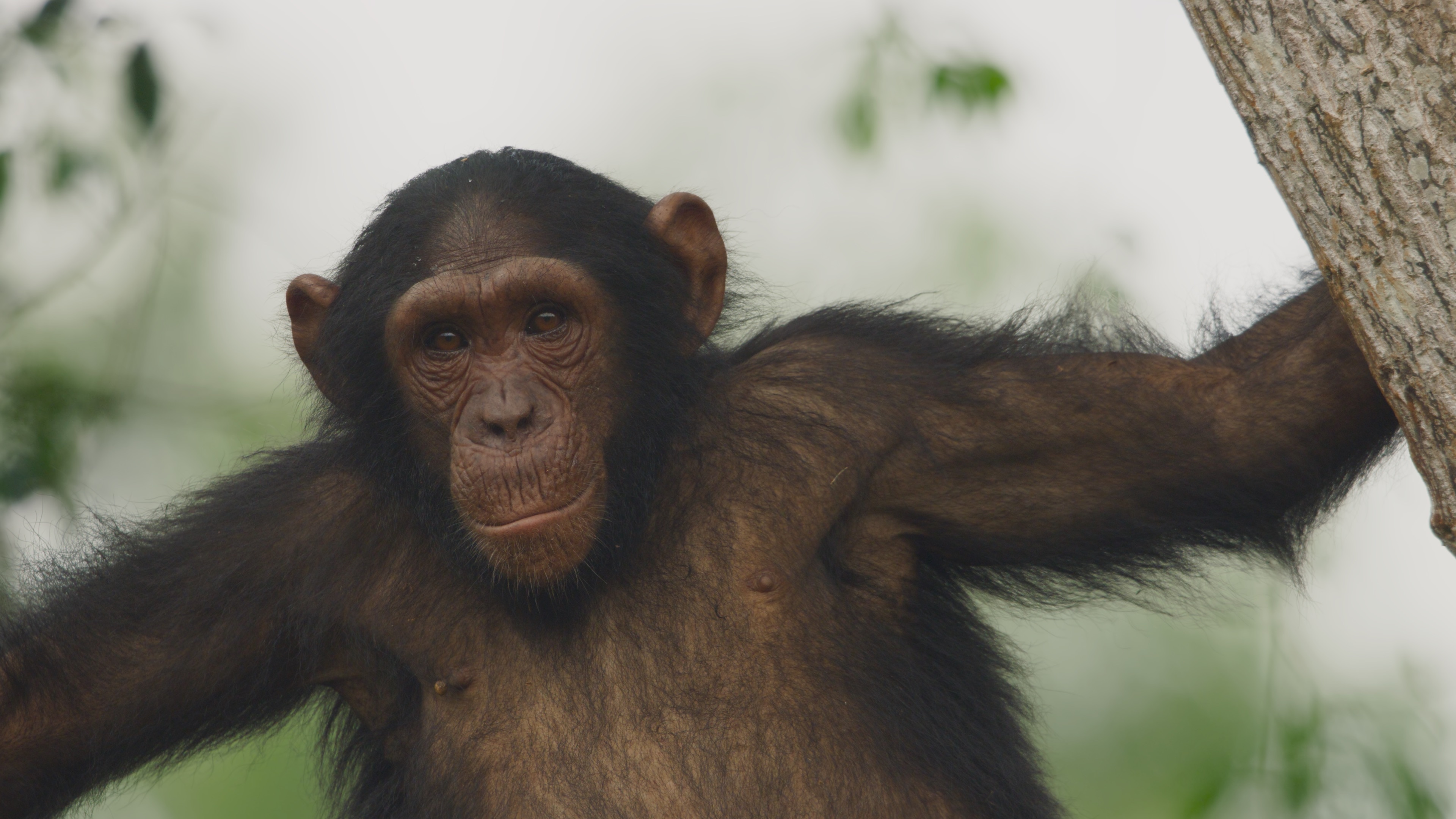 A chimp stares ahead.