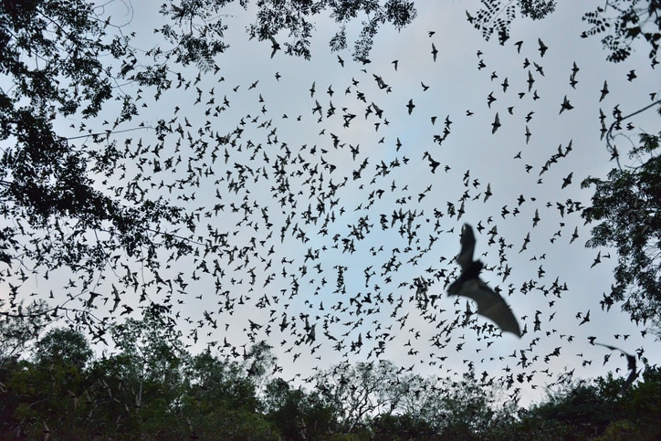 Bats soar across a forest sky.
