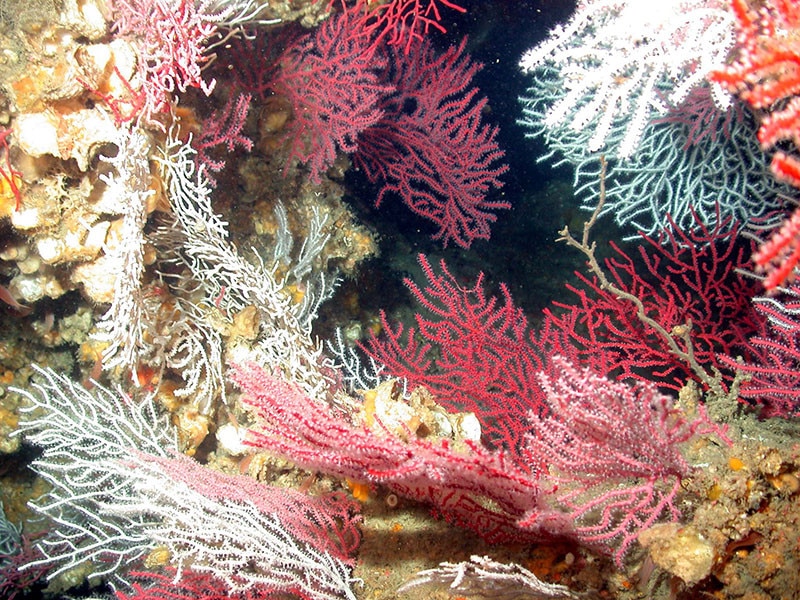Coral and sponges