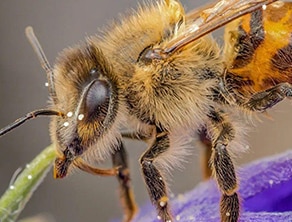 Bee Facts | Insects & Arachnids | BBC Earth