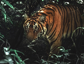 Tiger Facts | Mammals | BBC Earth