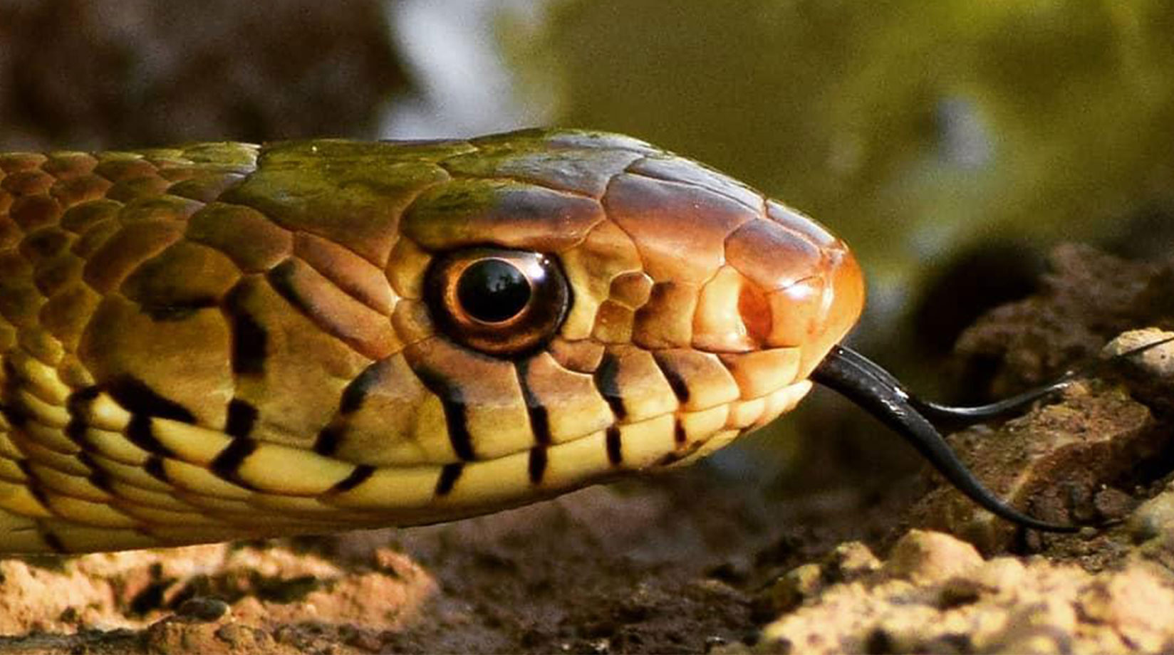 Snake facts amphibians reptiles bbc earth