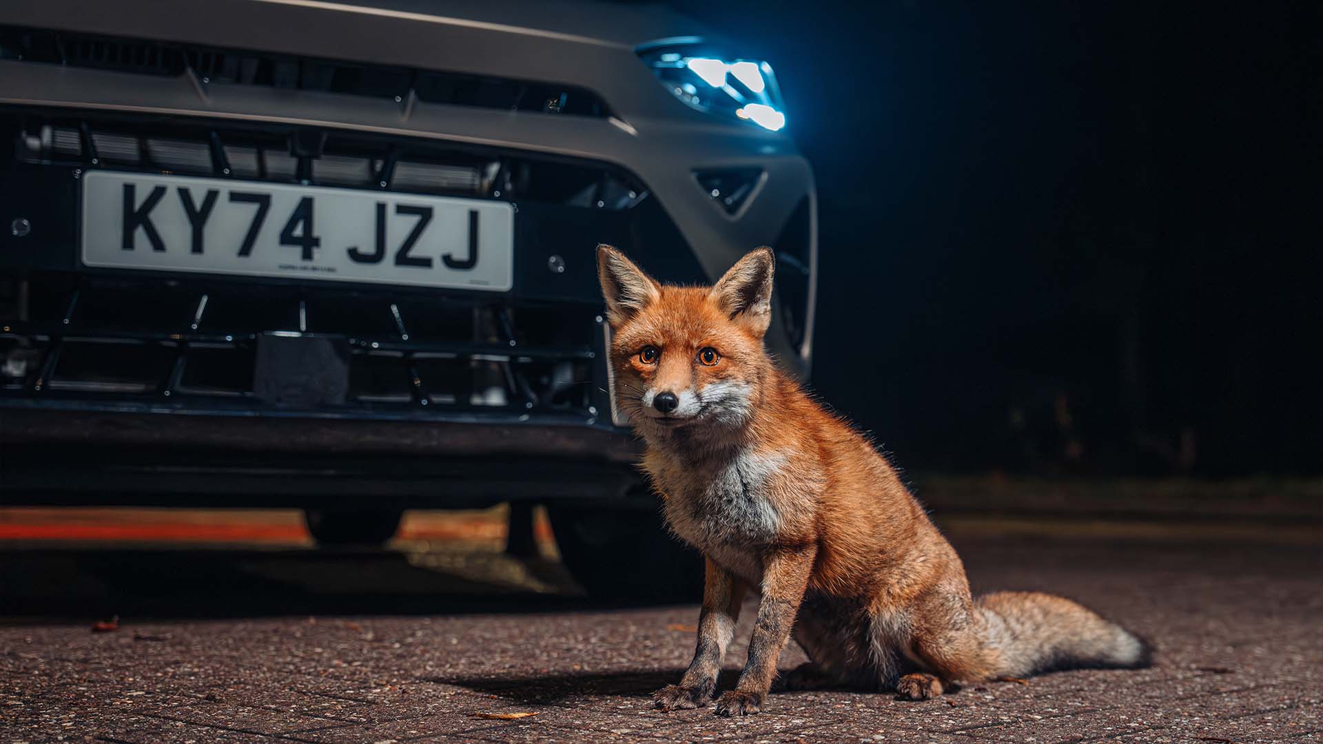 Fox in front of Cupra car