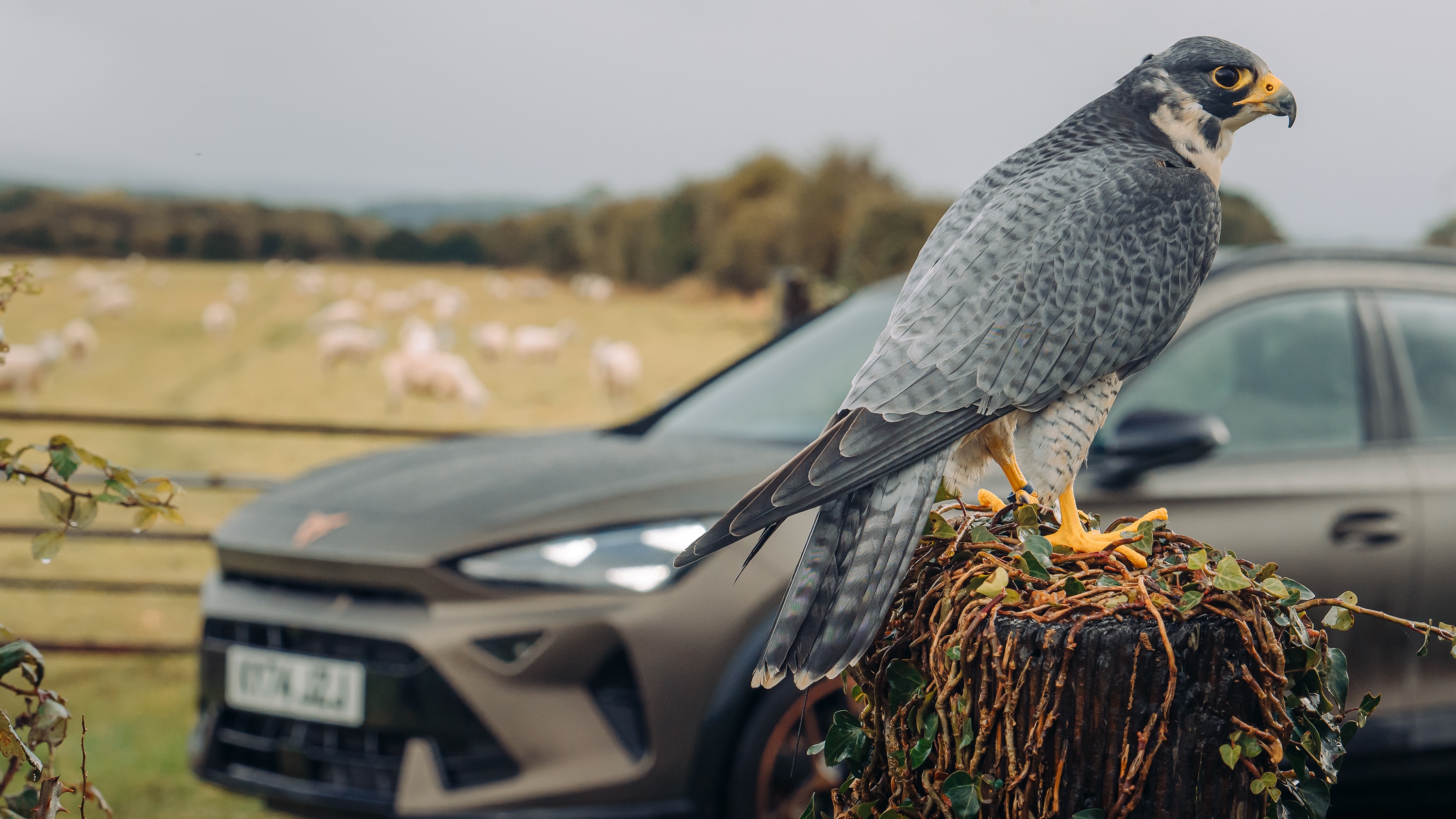 Bird perches in front of Cupra car