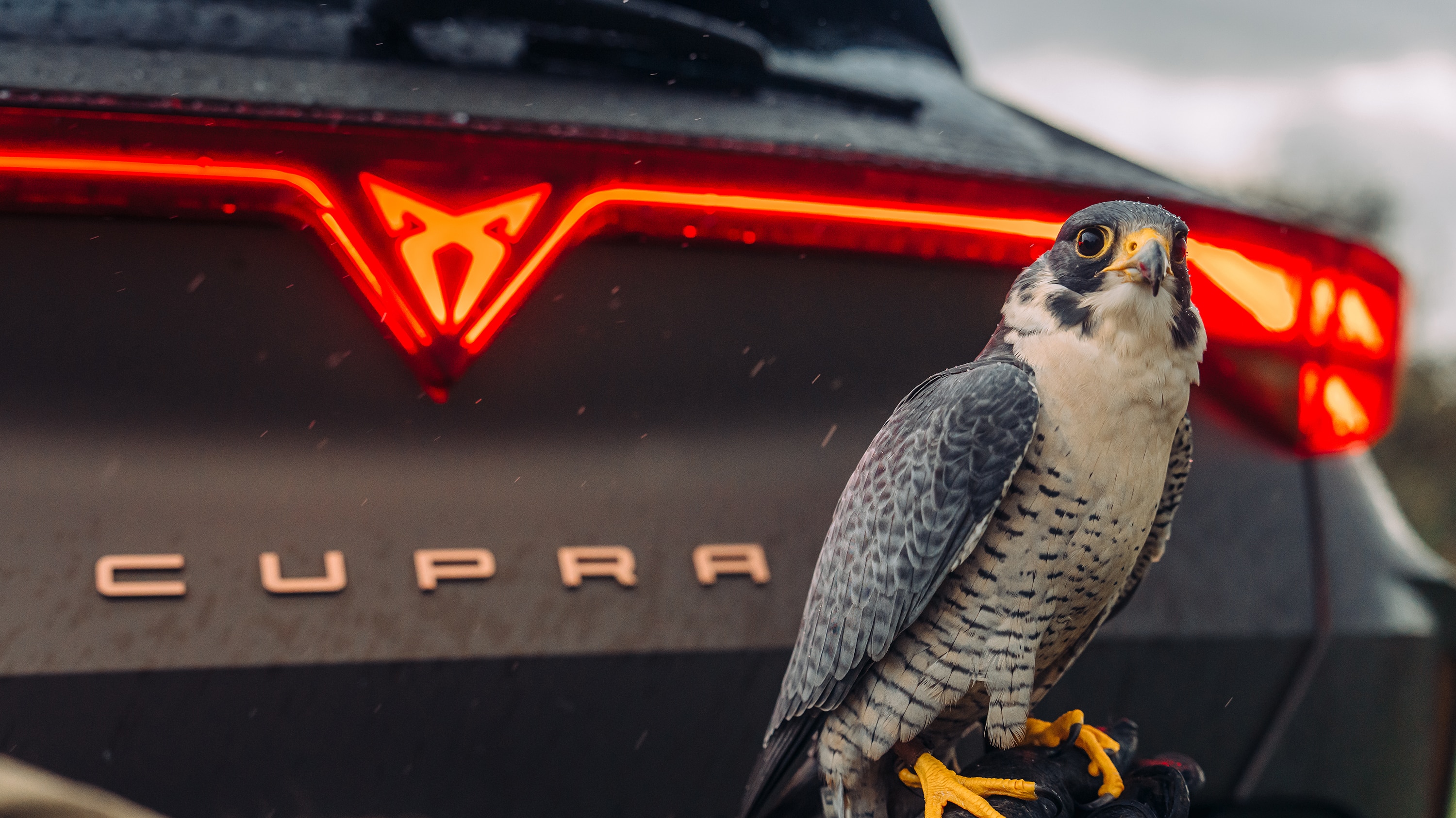 Cupra car with bird perched in front of it 