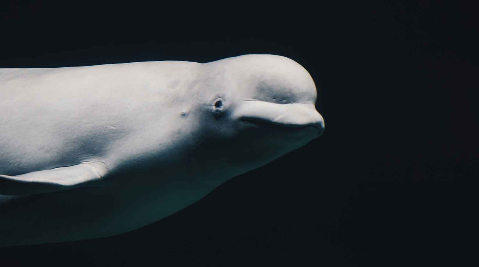 Beluga Whale Whale Fact File 