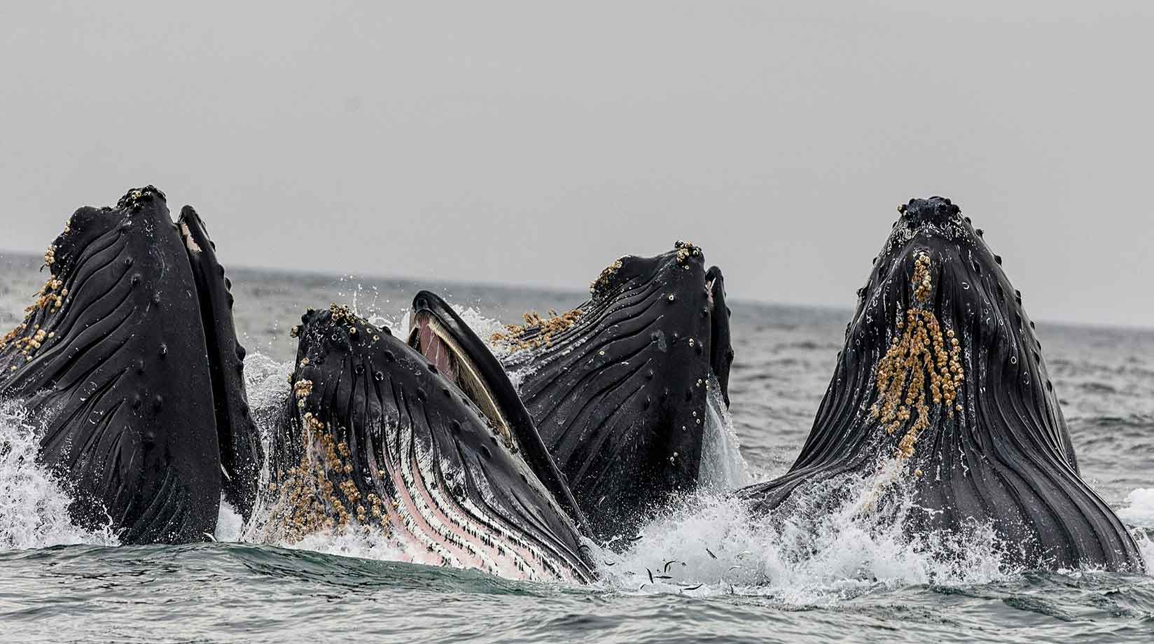 Four humpback whales, Whale Fact File 