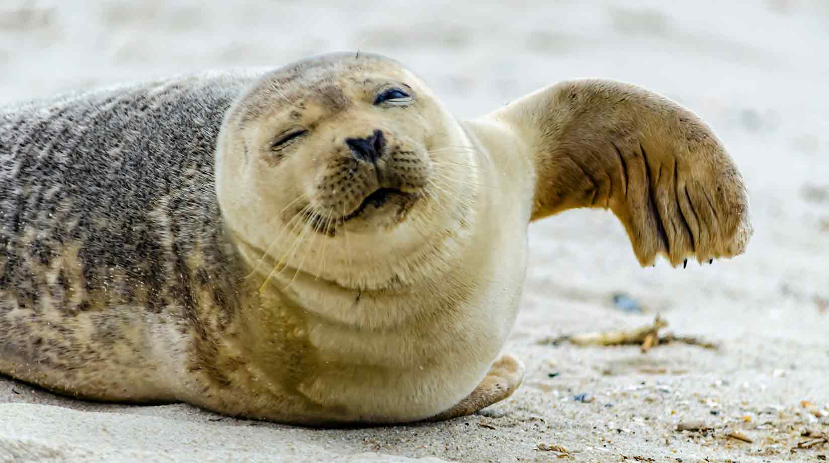 Seal Waving Seal Fact File 