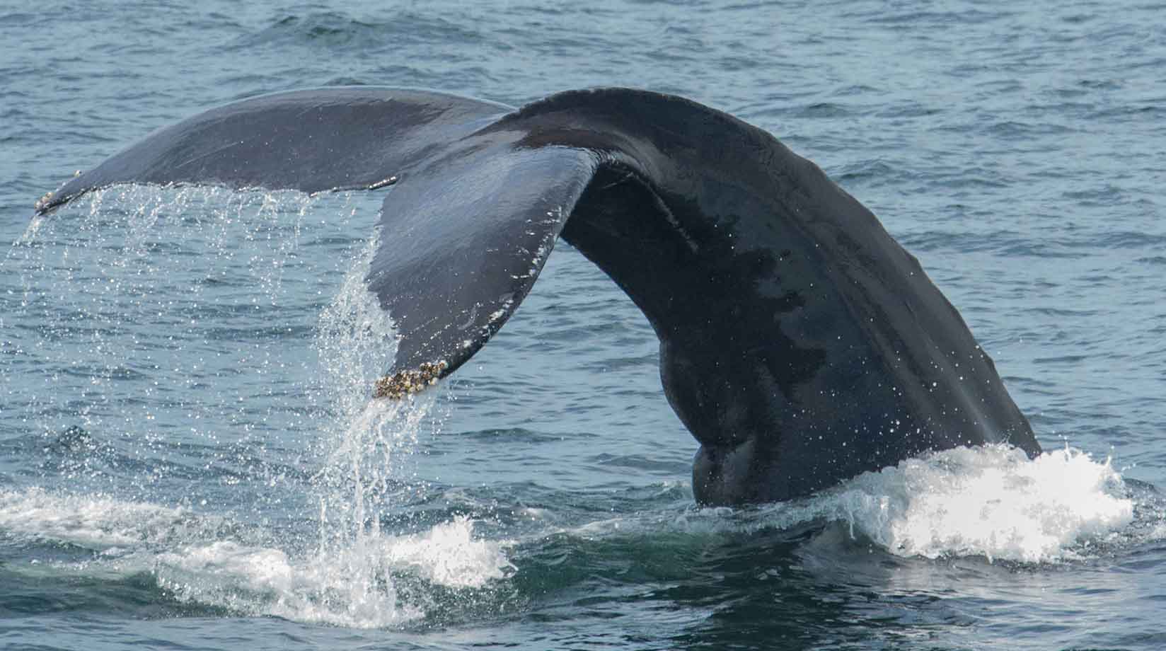 Whale Tail Whale Fact File 
