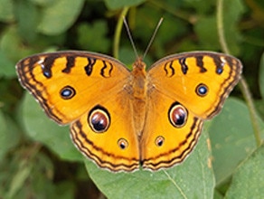 an aerial view of a yellow butterfly sitting on a leaf with its wings spread. Each wing has an eye-like marking.