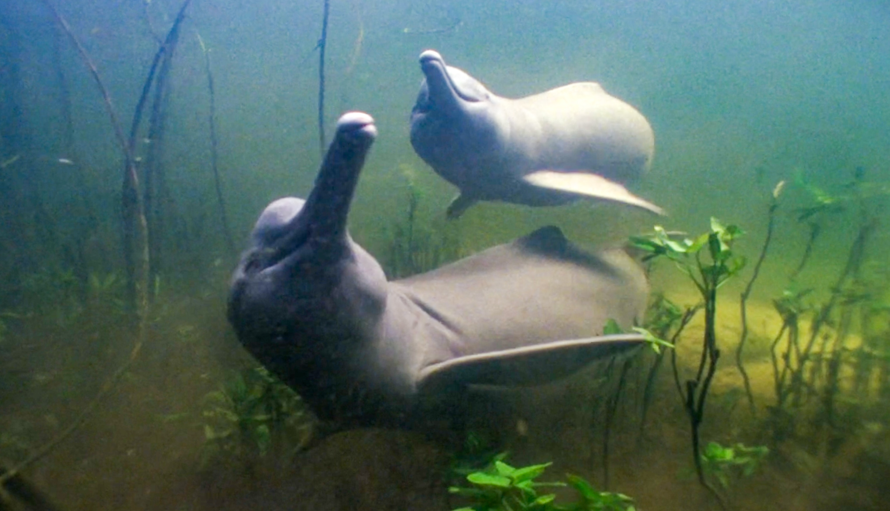 Amazon river dolphins
