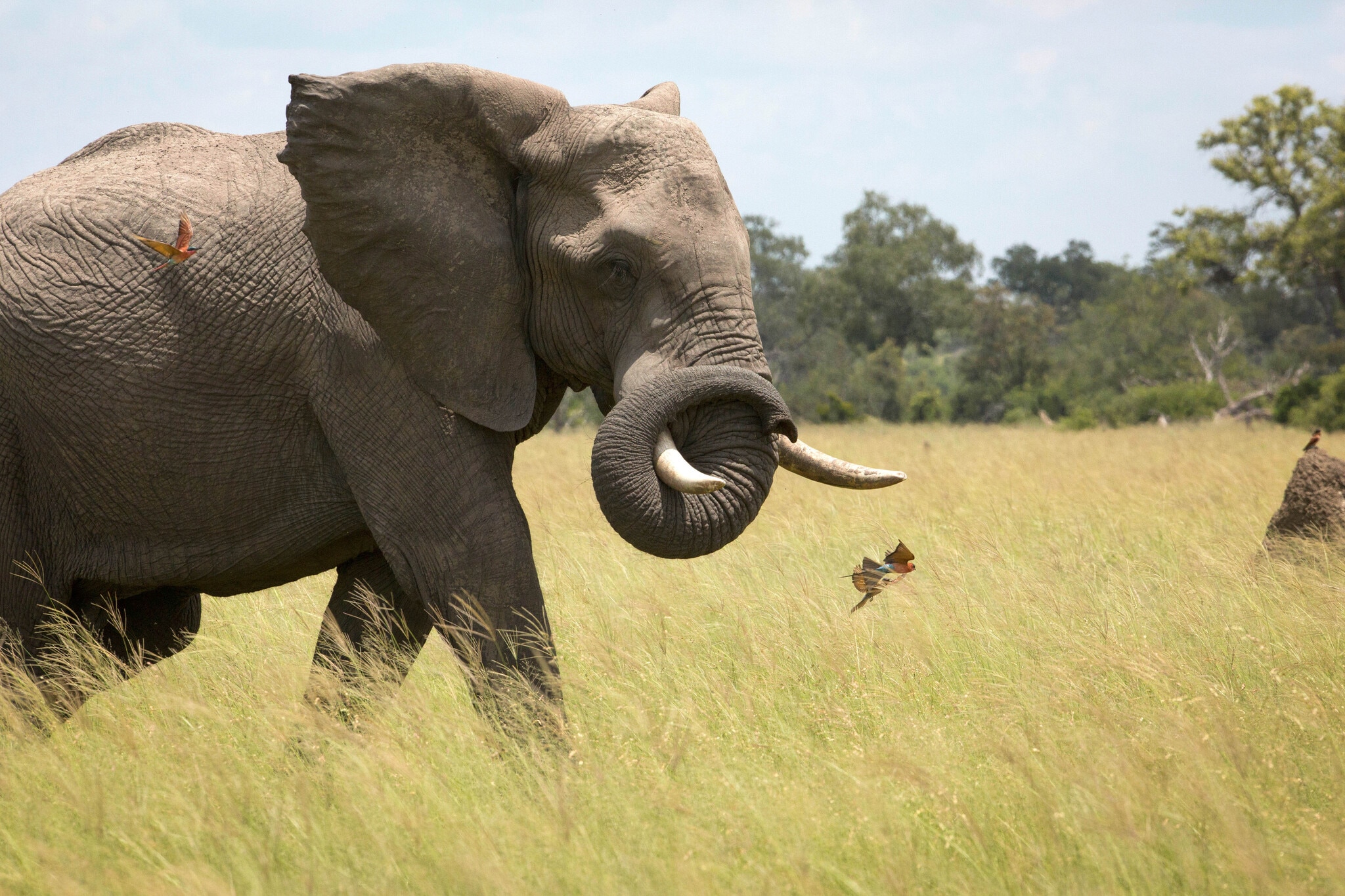 The elephant and the bee-eater 