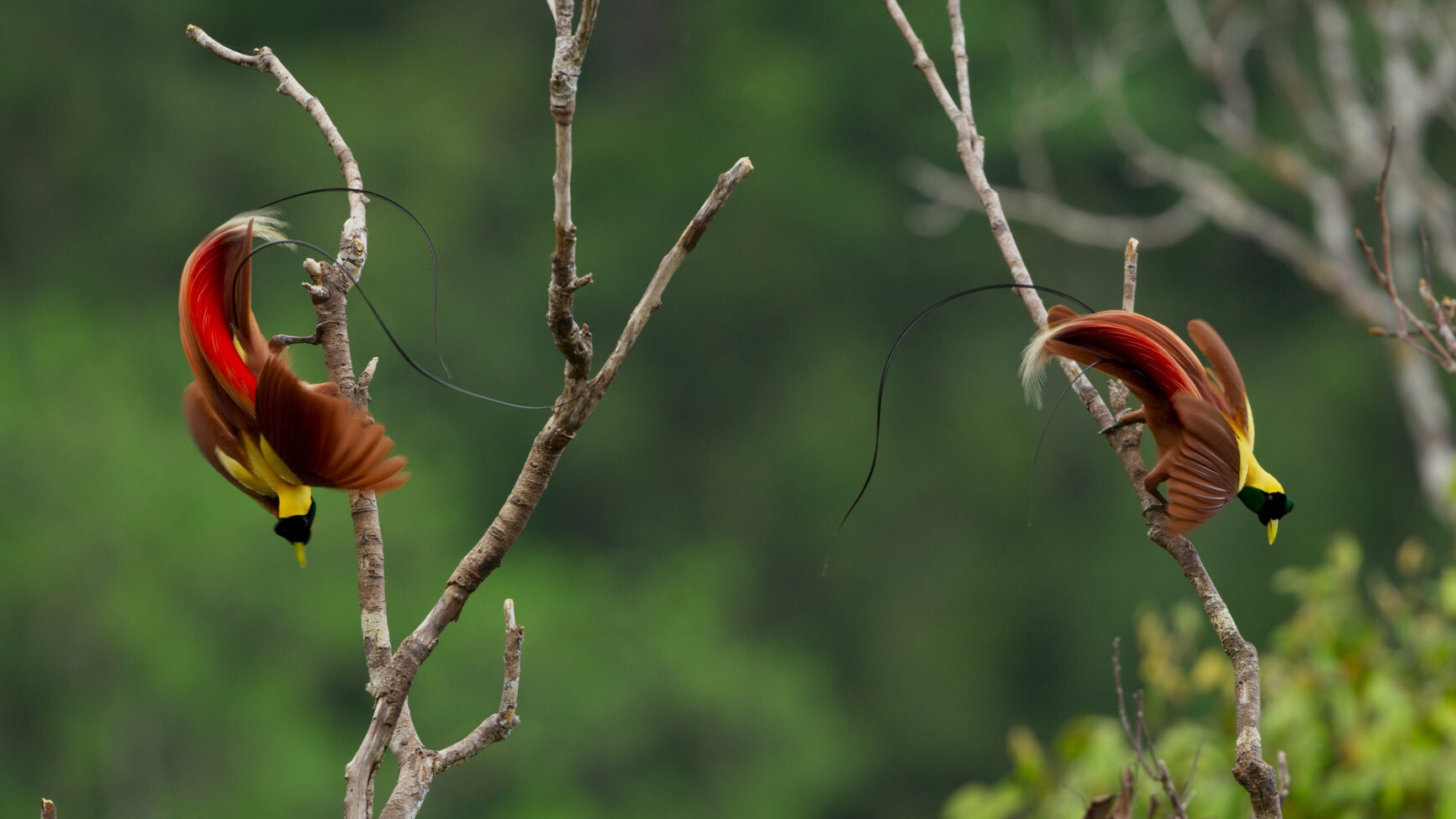 Bird of paradise