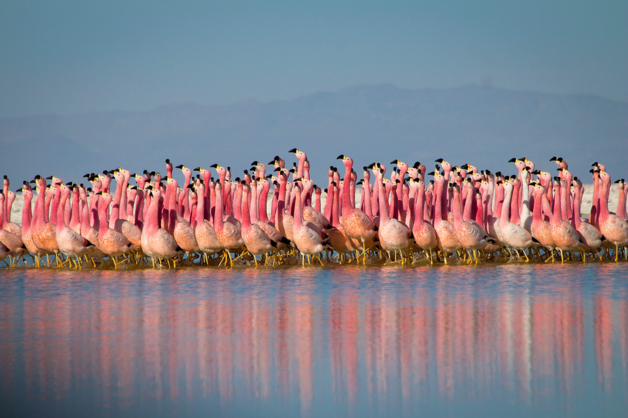 Formation flamingos