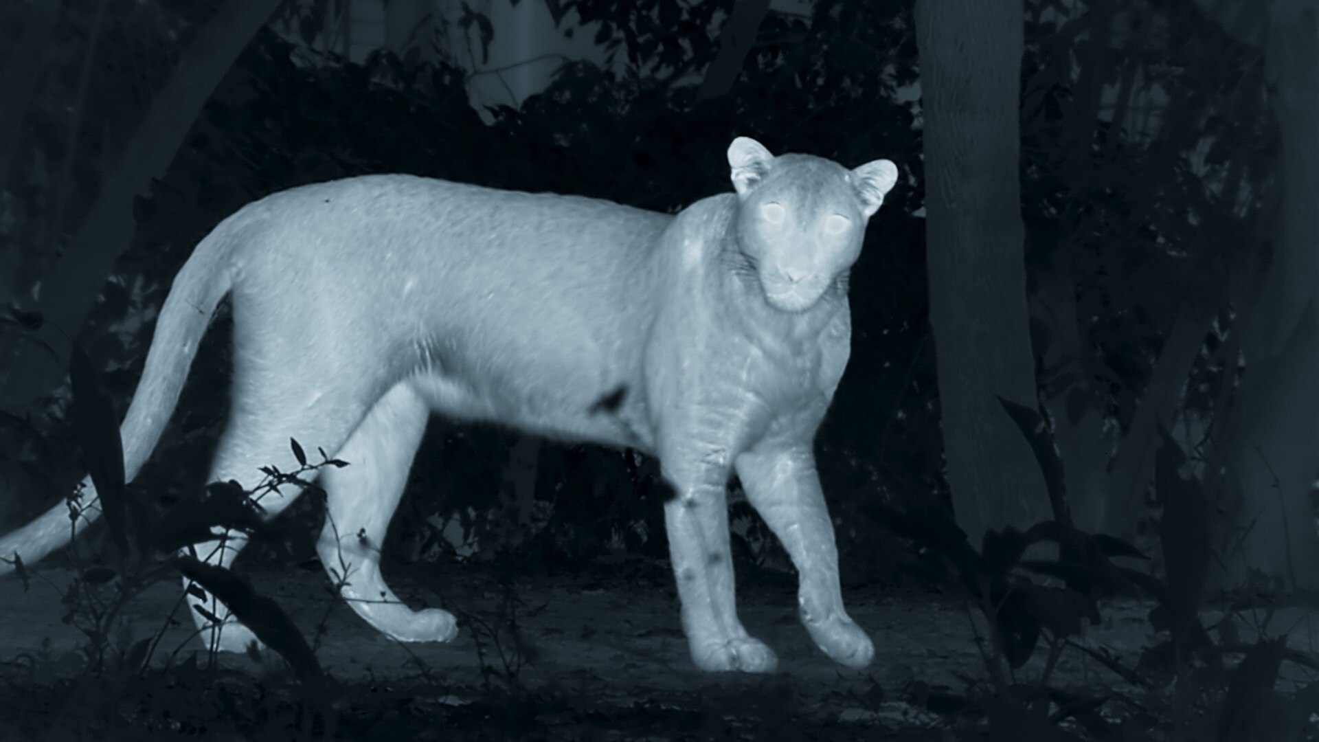Urban leopard vs urban pig